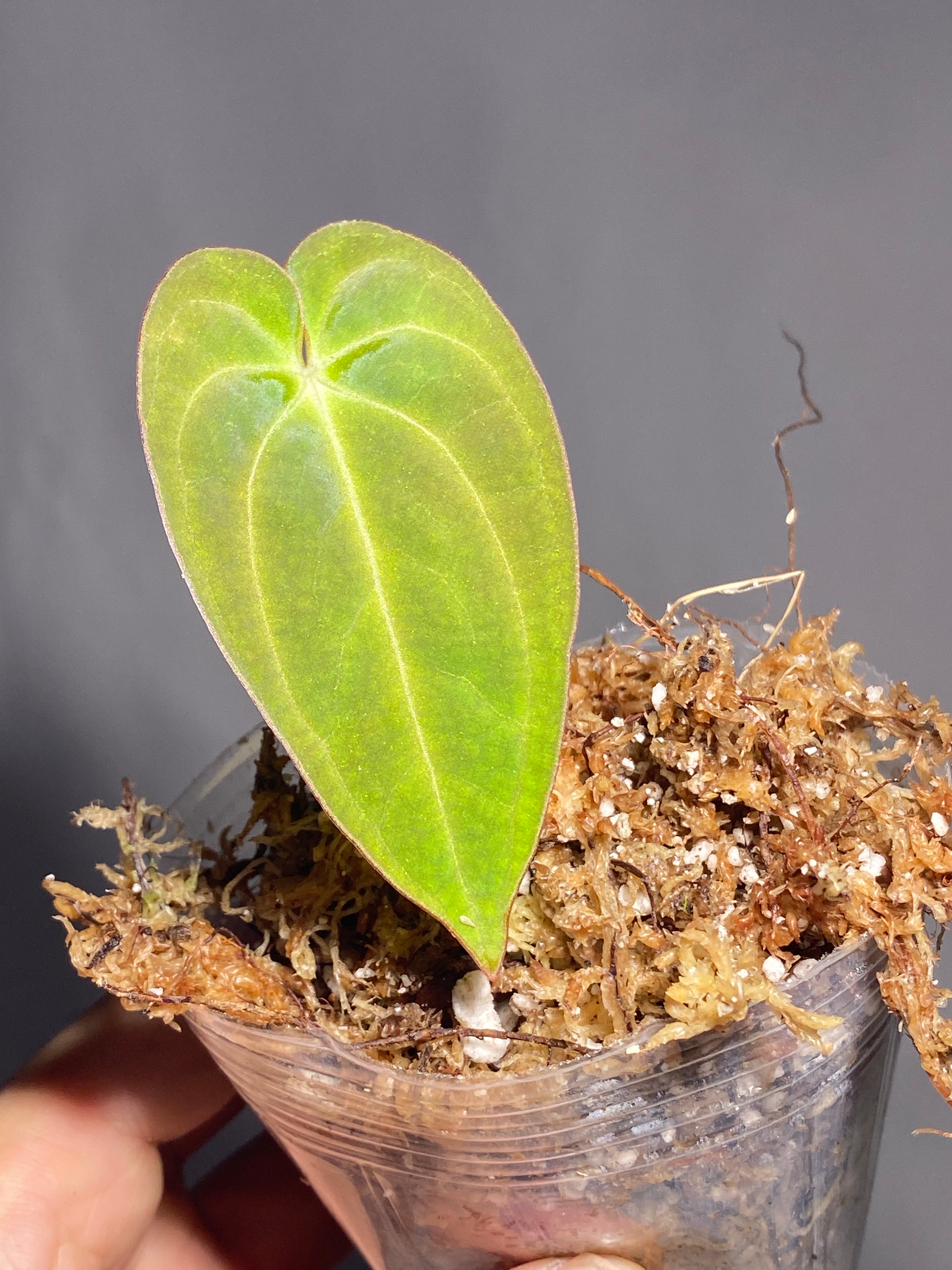 Anthurium Dark Phoenix slightly rooted