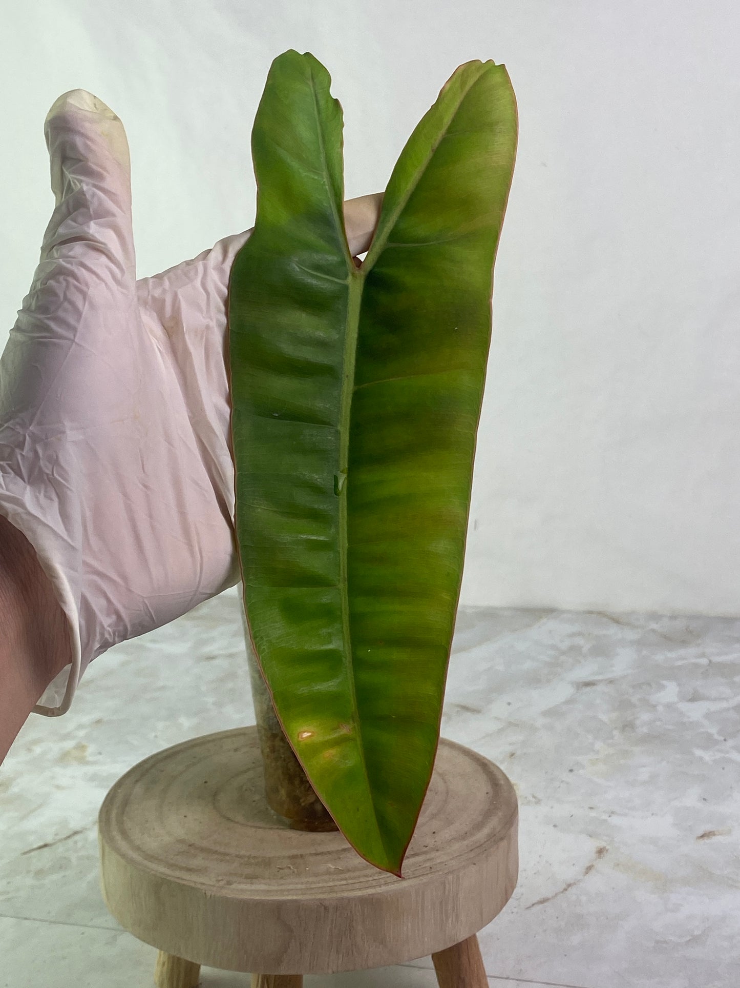 Philodendron Billietiae slightly rooted 1 leaf 1 bud