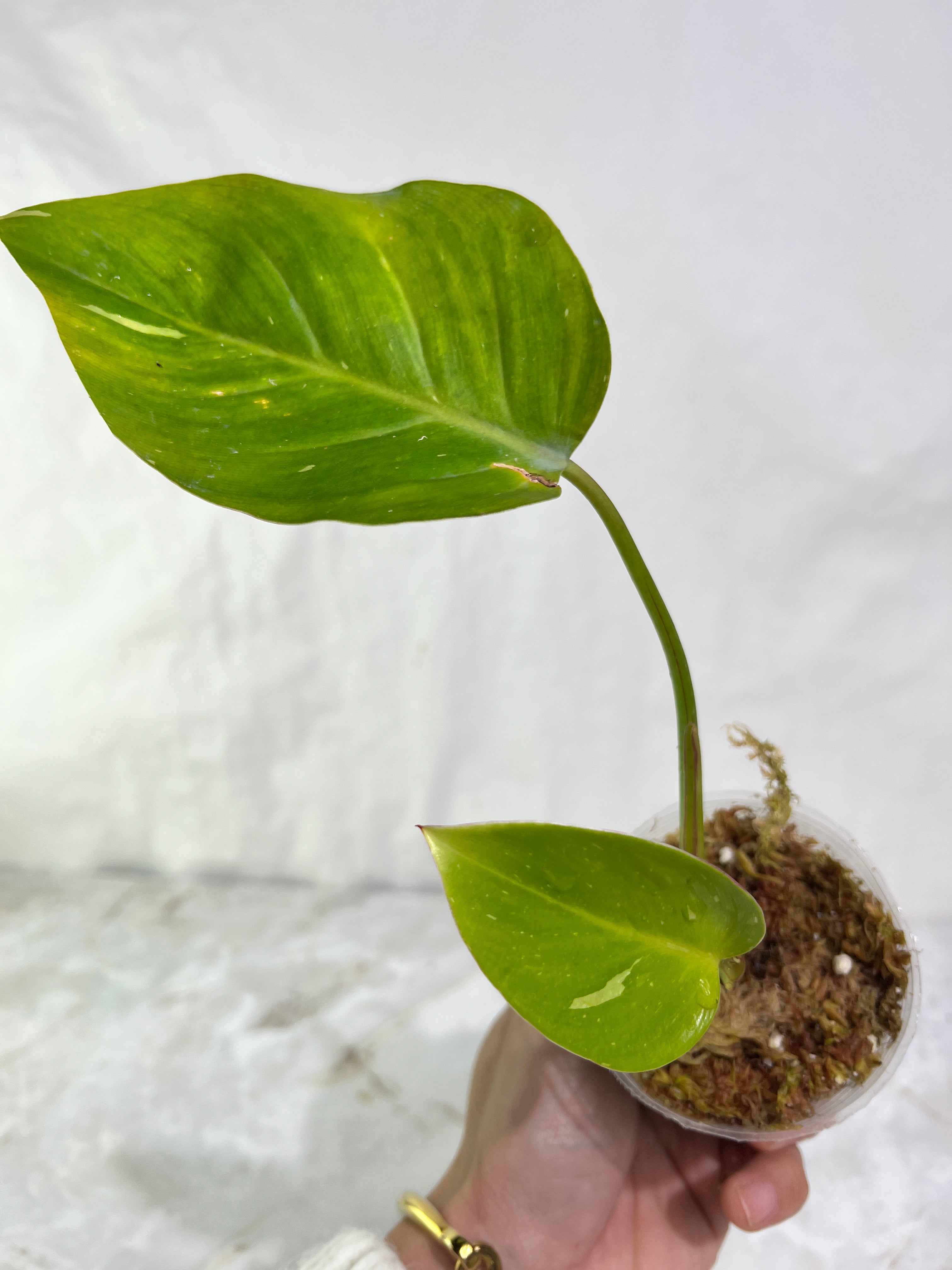 Philodendron white princess rooted  2 leaves 1 sprout