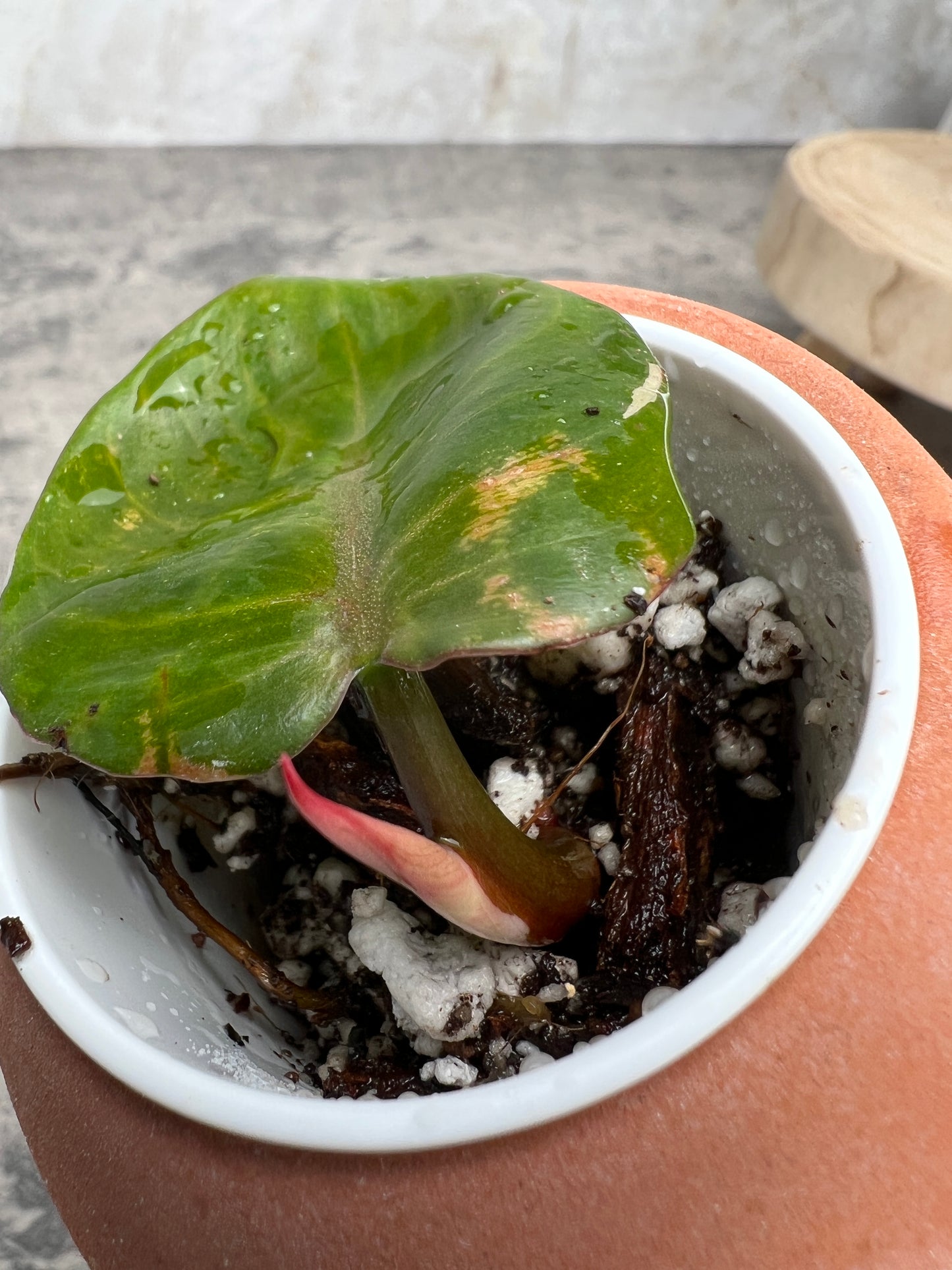 Philodendron white knight tricolor slightly rooted 1 leaf 1 sprout