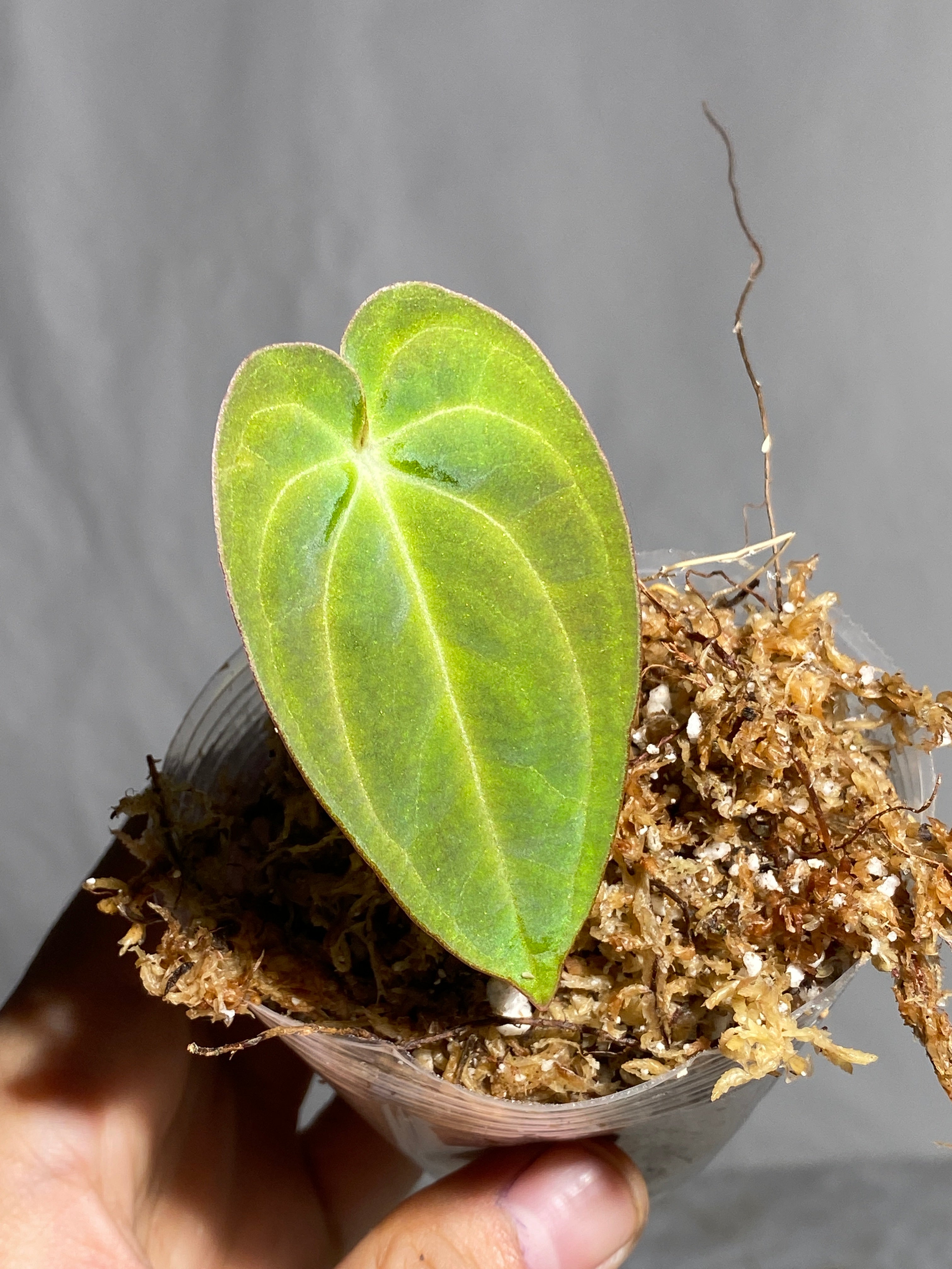 Anthurium Dark Phoenix slightly rooted