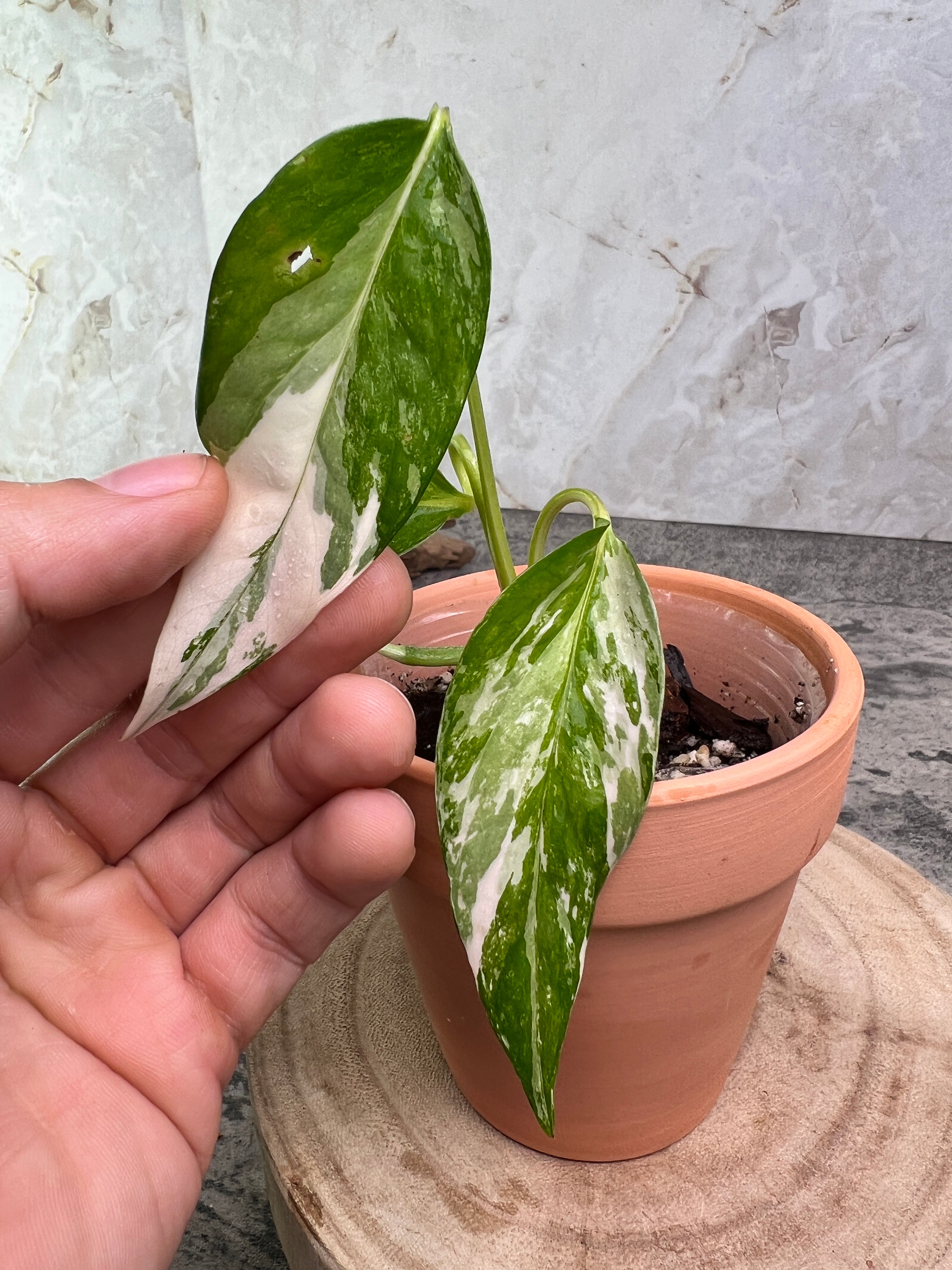 Epipremnum pinnatum variegated 3 leaves 1 sprout  rooted