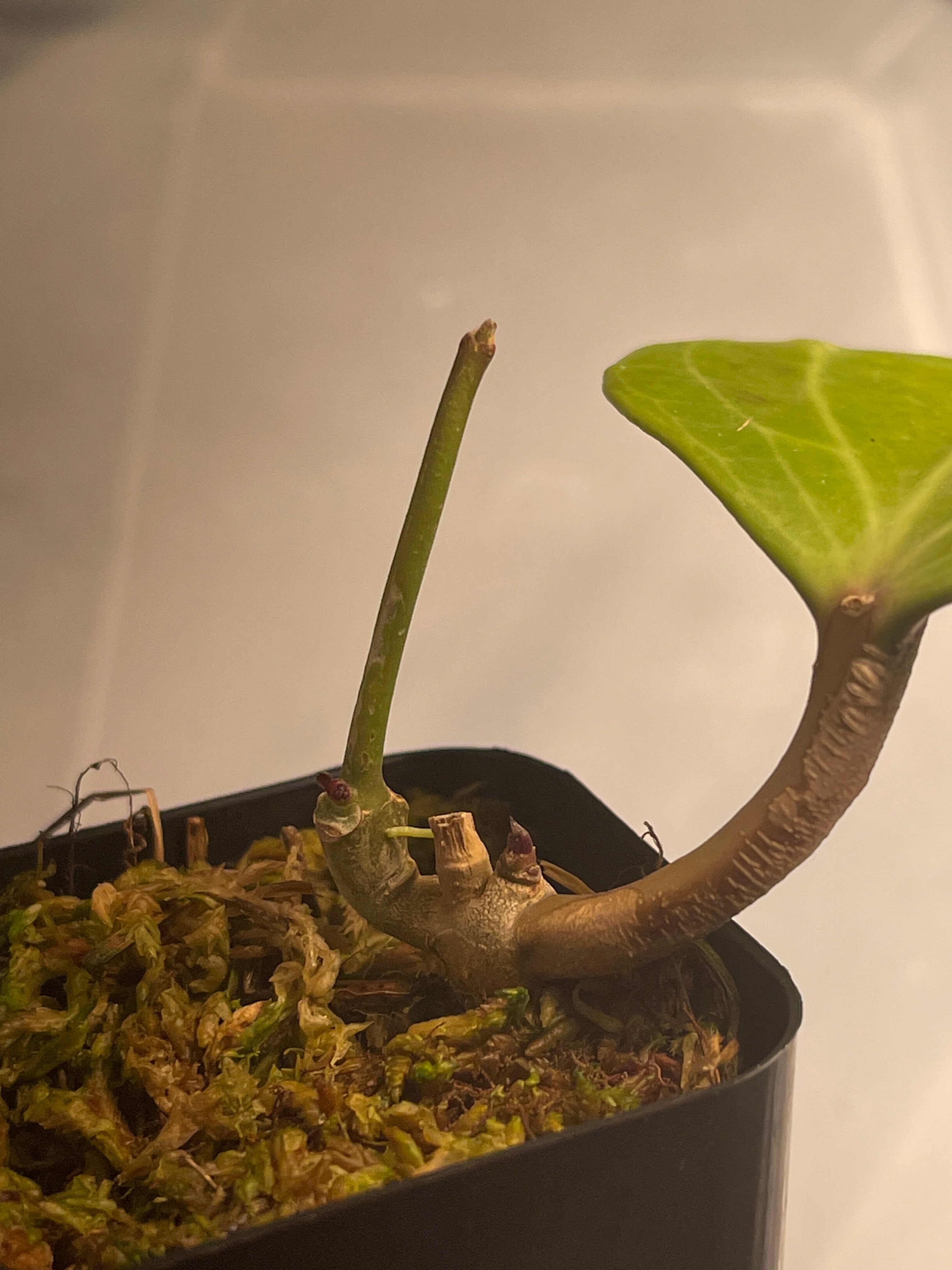 Hoya Latifolia rooted