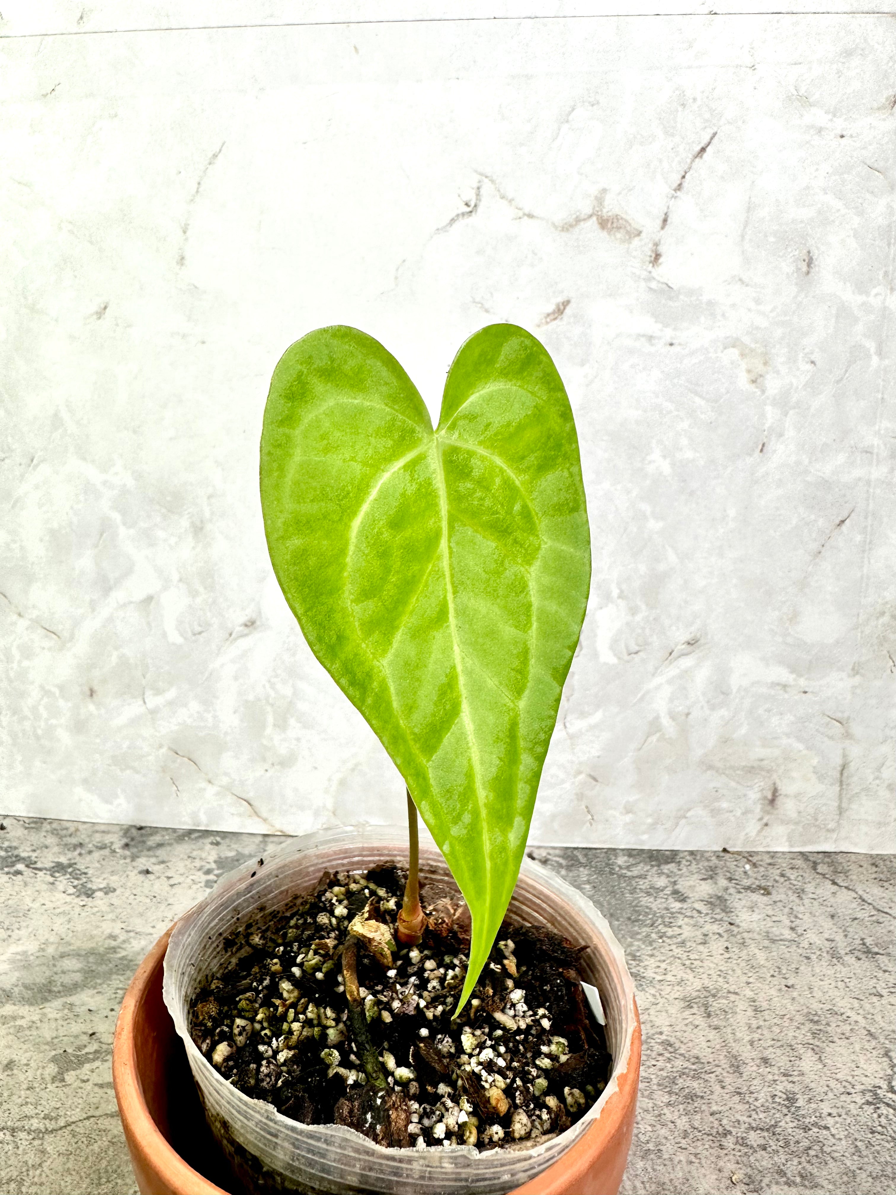 Anthurium Clarinervium x Pedatoradiatum rooted 1 leaf 1 sprout 