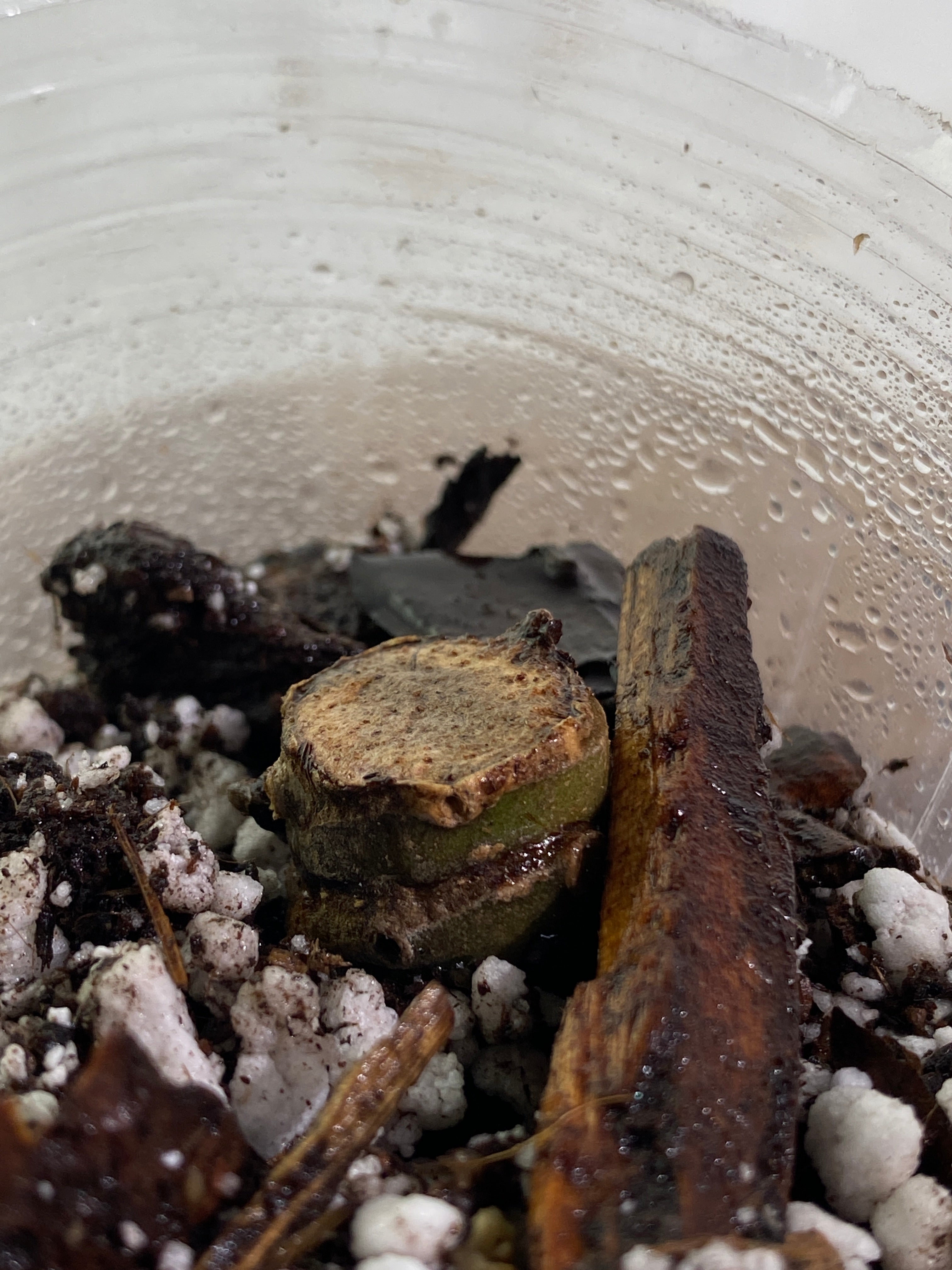 Alocasia Jacklyn unrooted double node 2 sprouts