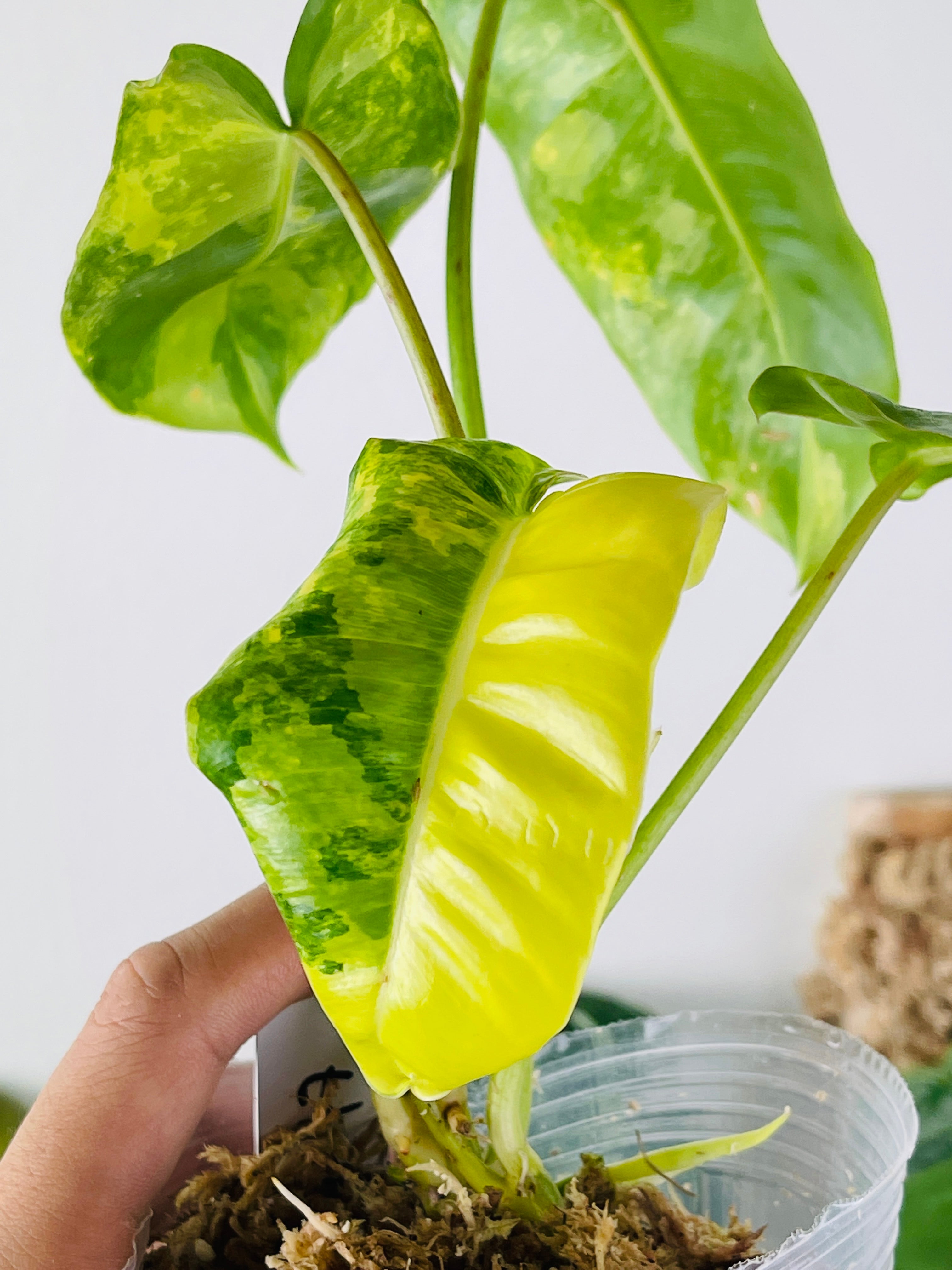 Philodendron Burle Marx Variegated 5 leaves and 4 new leaves in furling