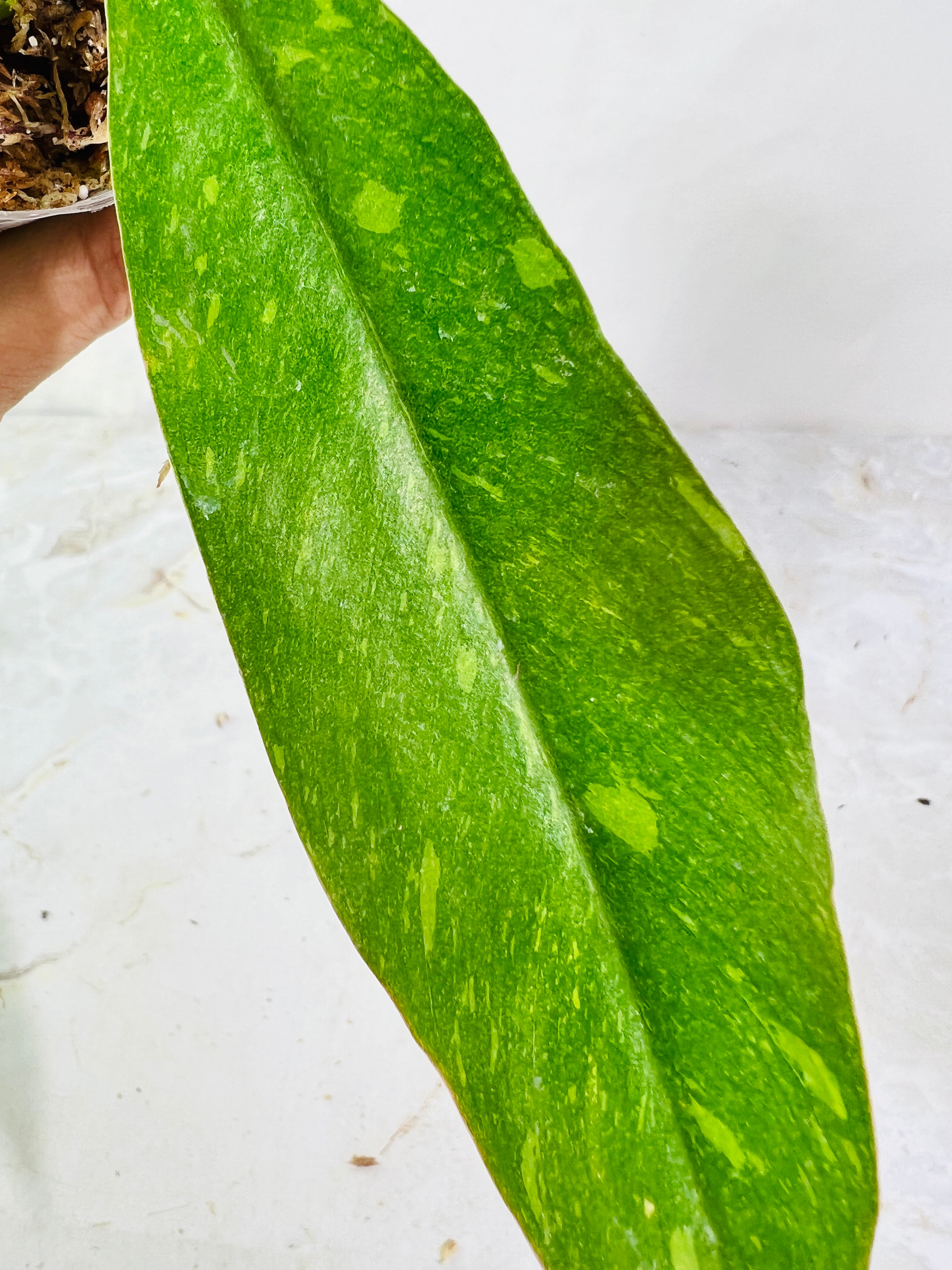 Philodendron ring of fire slightly rooted  3 leaves multiple nodes