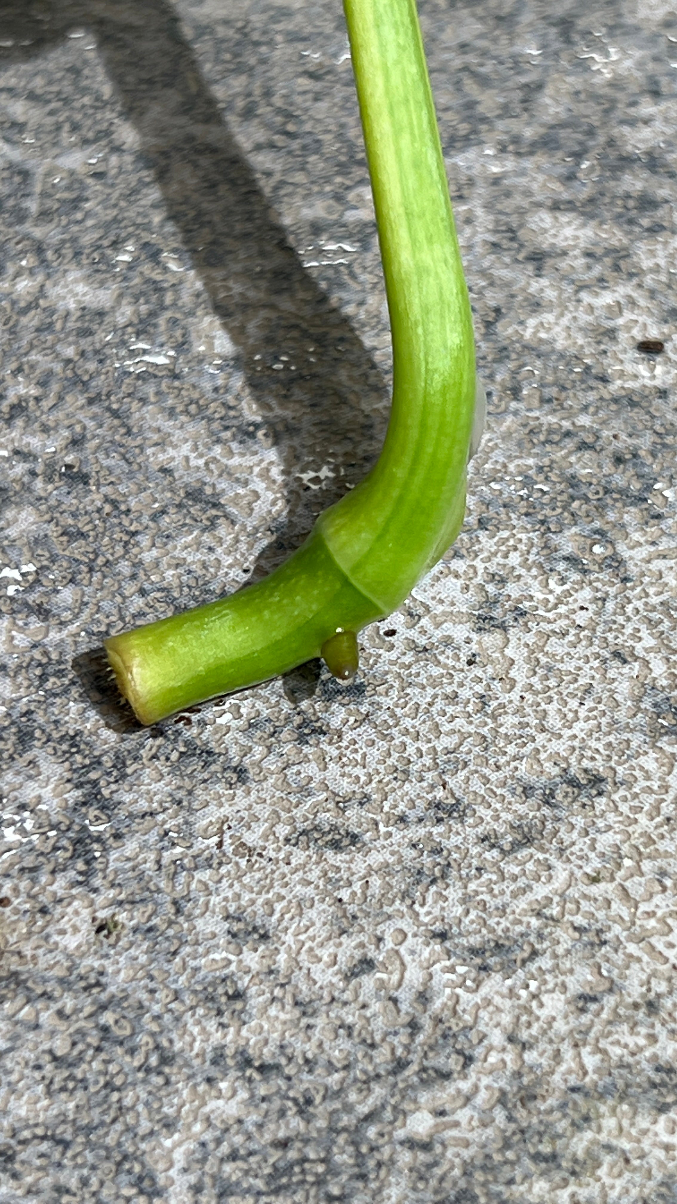 Monstera adansonii aurea rooting  cutting