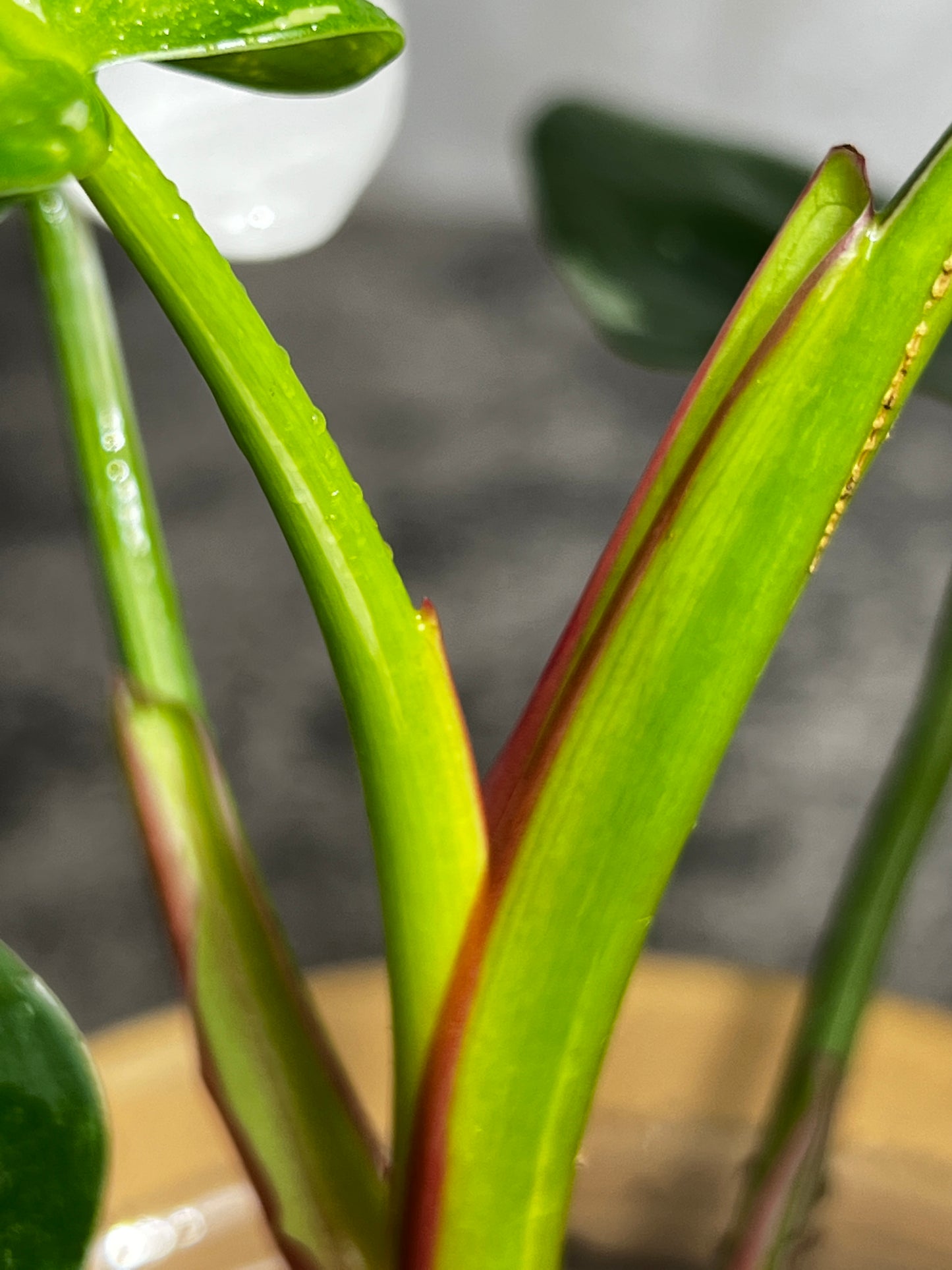 Philodendron white princess rooted  5 leaves  1 sprout highly Variegated