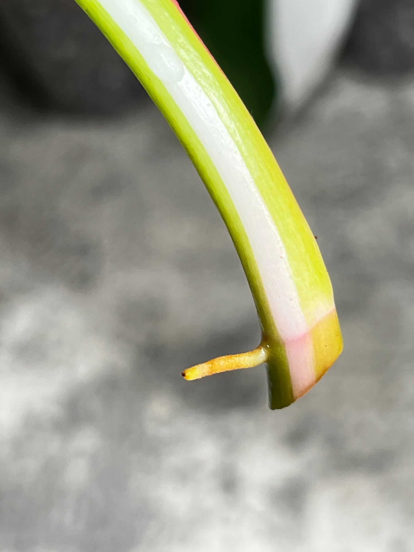 Philodendron white princess rooting 2 leaves top cutting