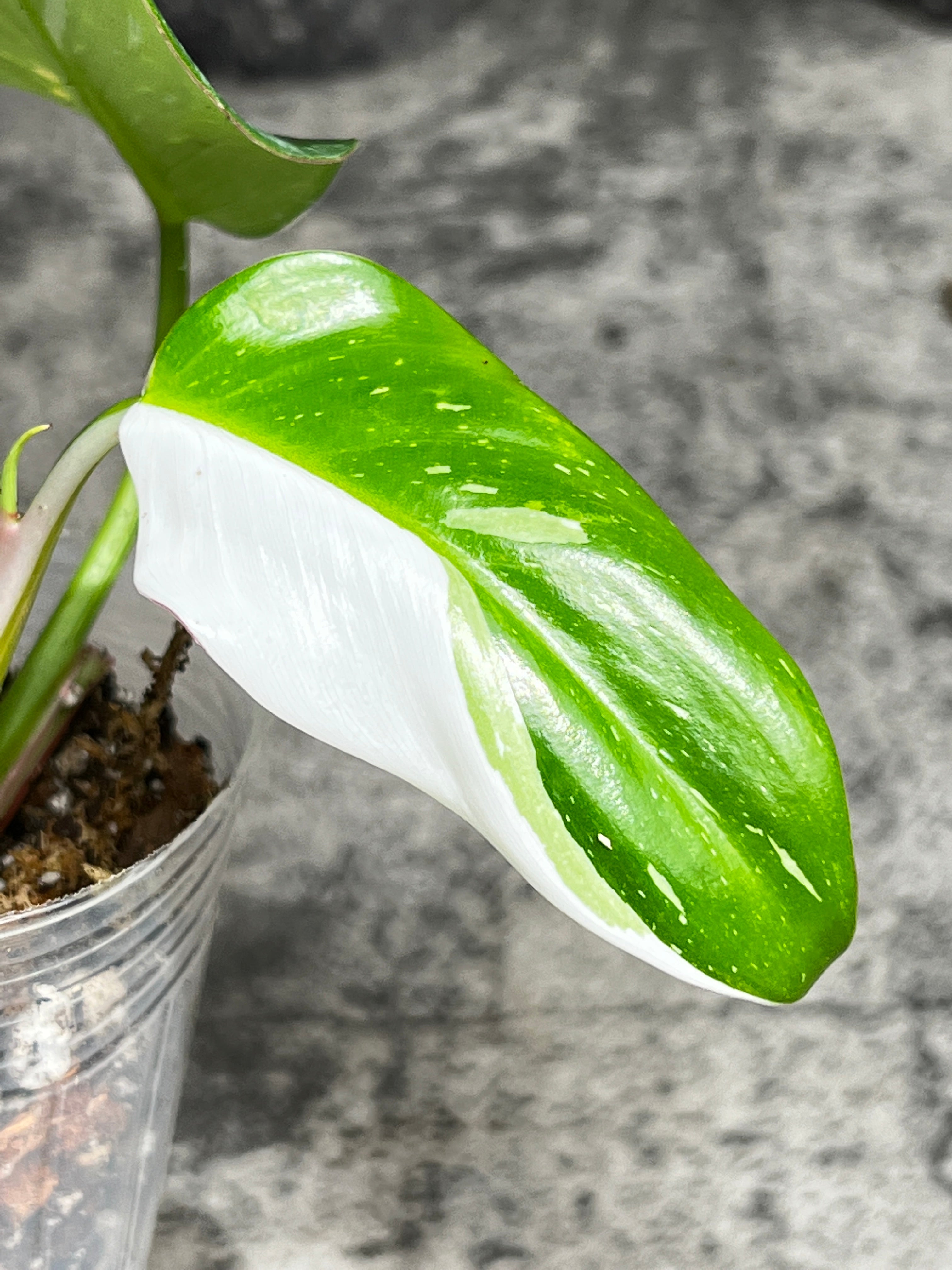 Philodendron white princess slightly rooted  2 leaves  1 sprout half moon top cutting