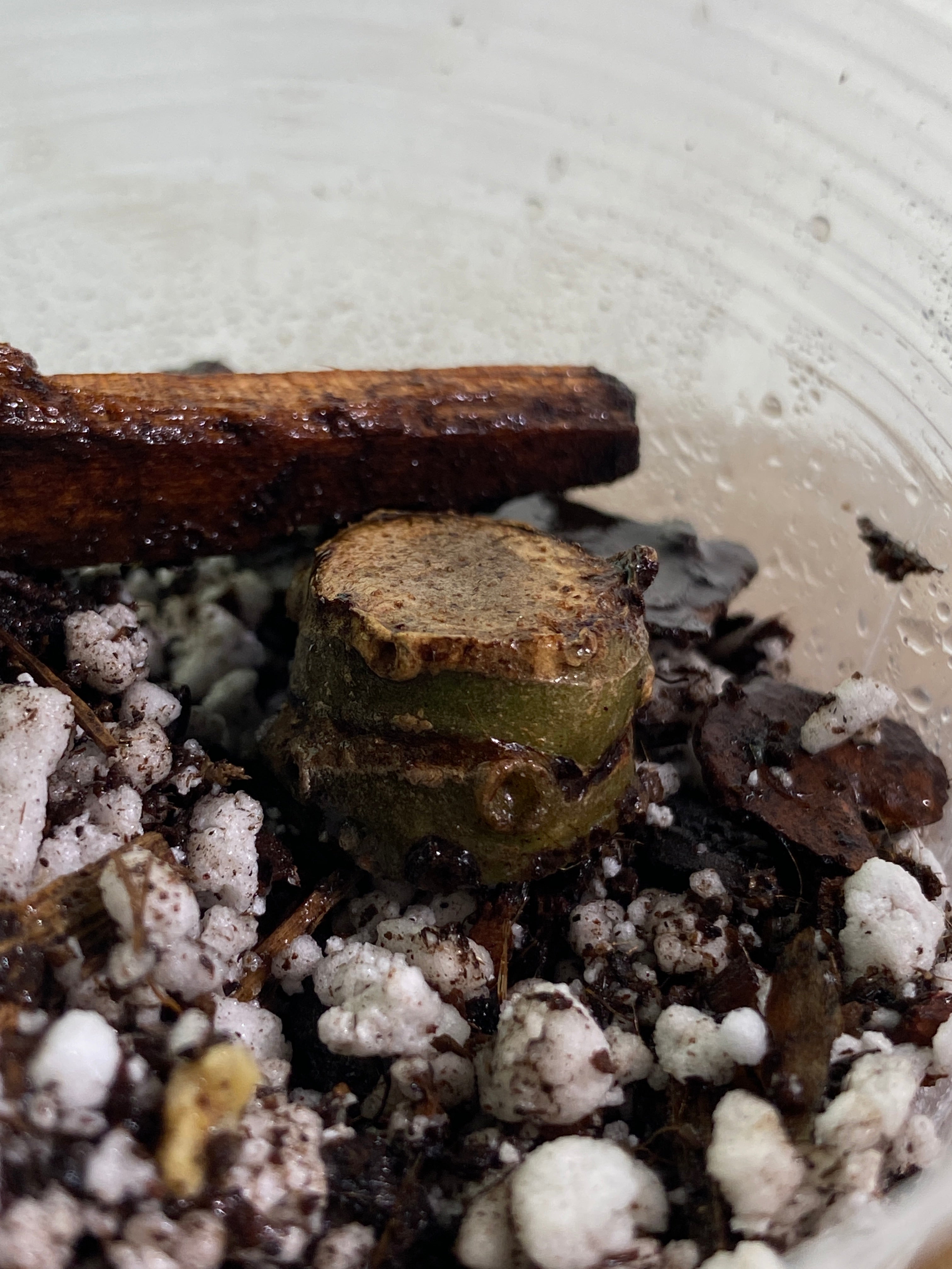 Alocasia Jacklyn unrooted double node 2 sprouts