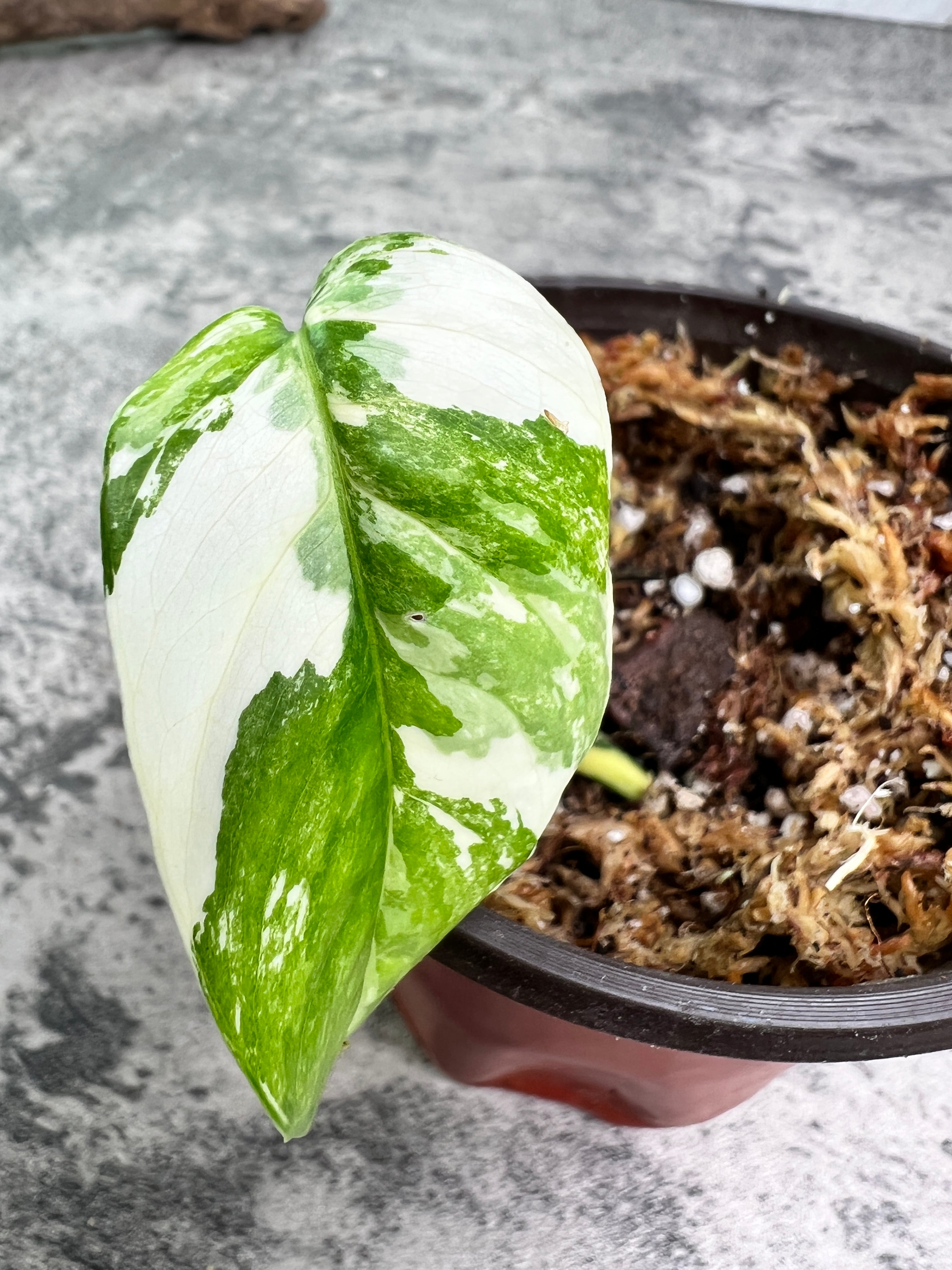 Epipremnum pinnatum variegated 1 leaf double node slightly rooted