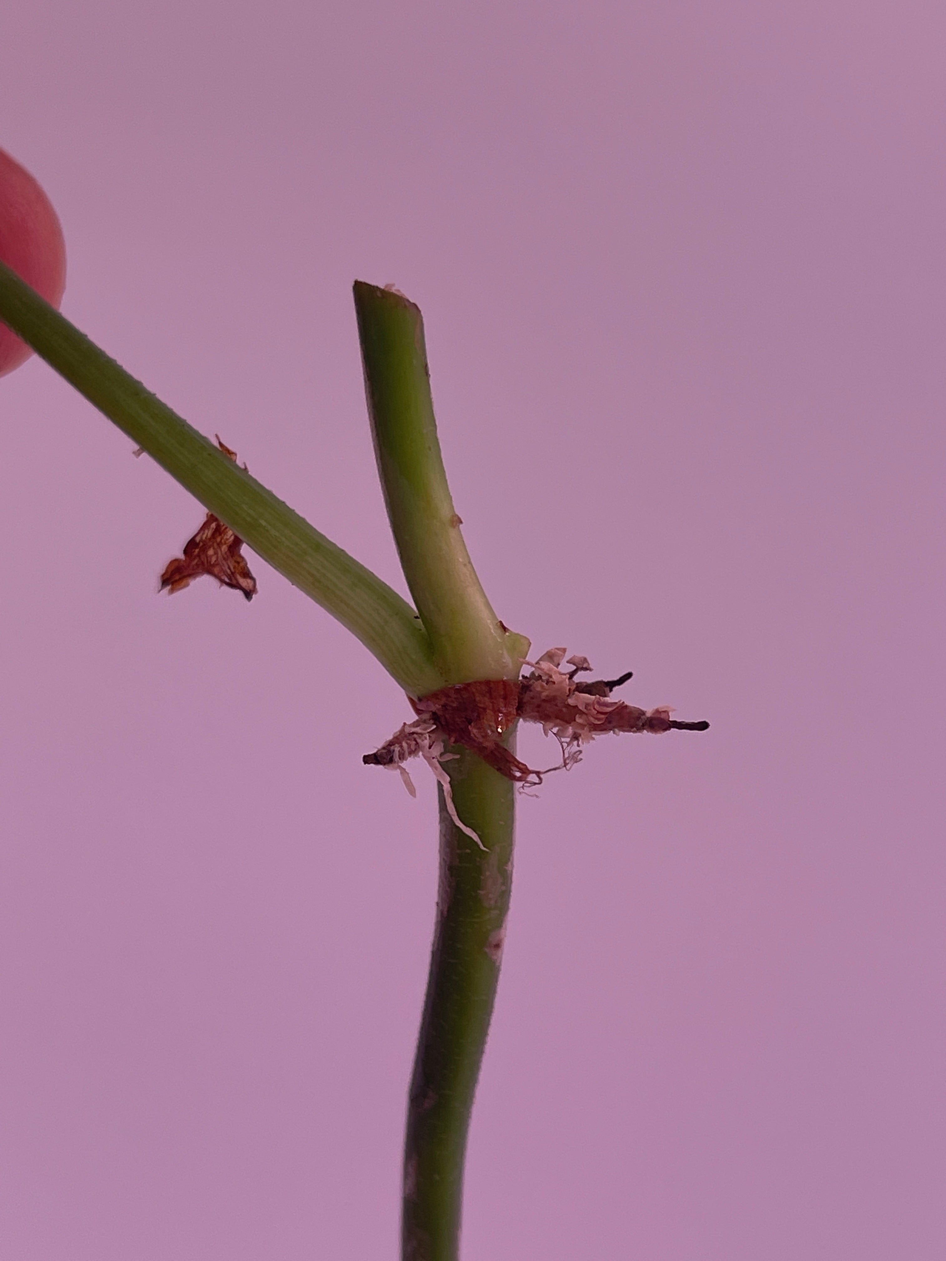 Philodendron verrucosum Dark