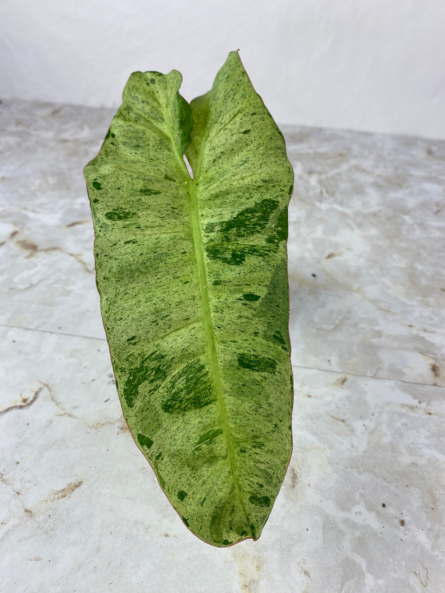 Philodendron paraiso verde rooted 1 leaf 1 sprout