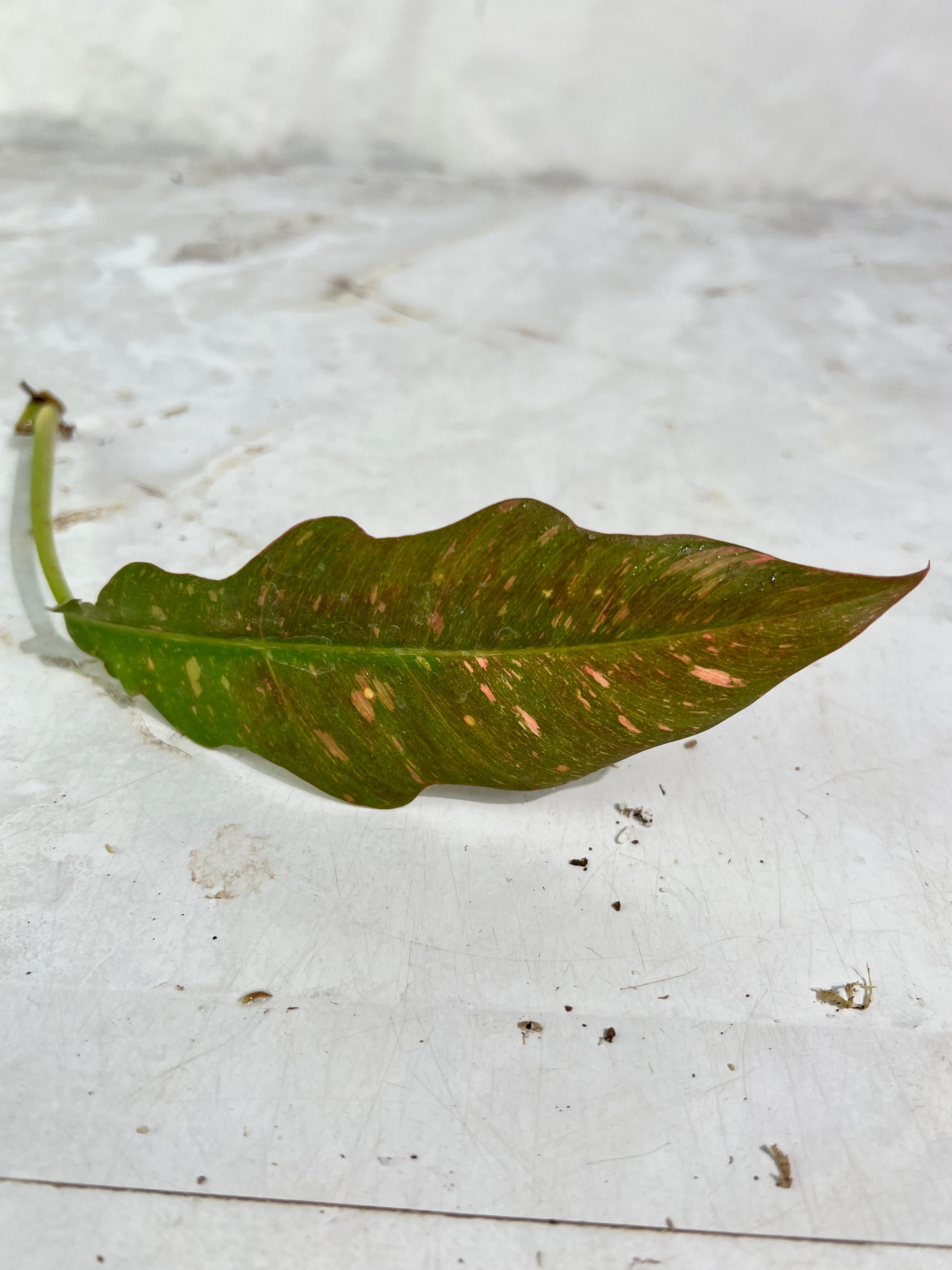 Philodendron ring of fire rooting 1 leaf 1 sprout