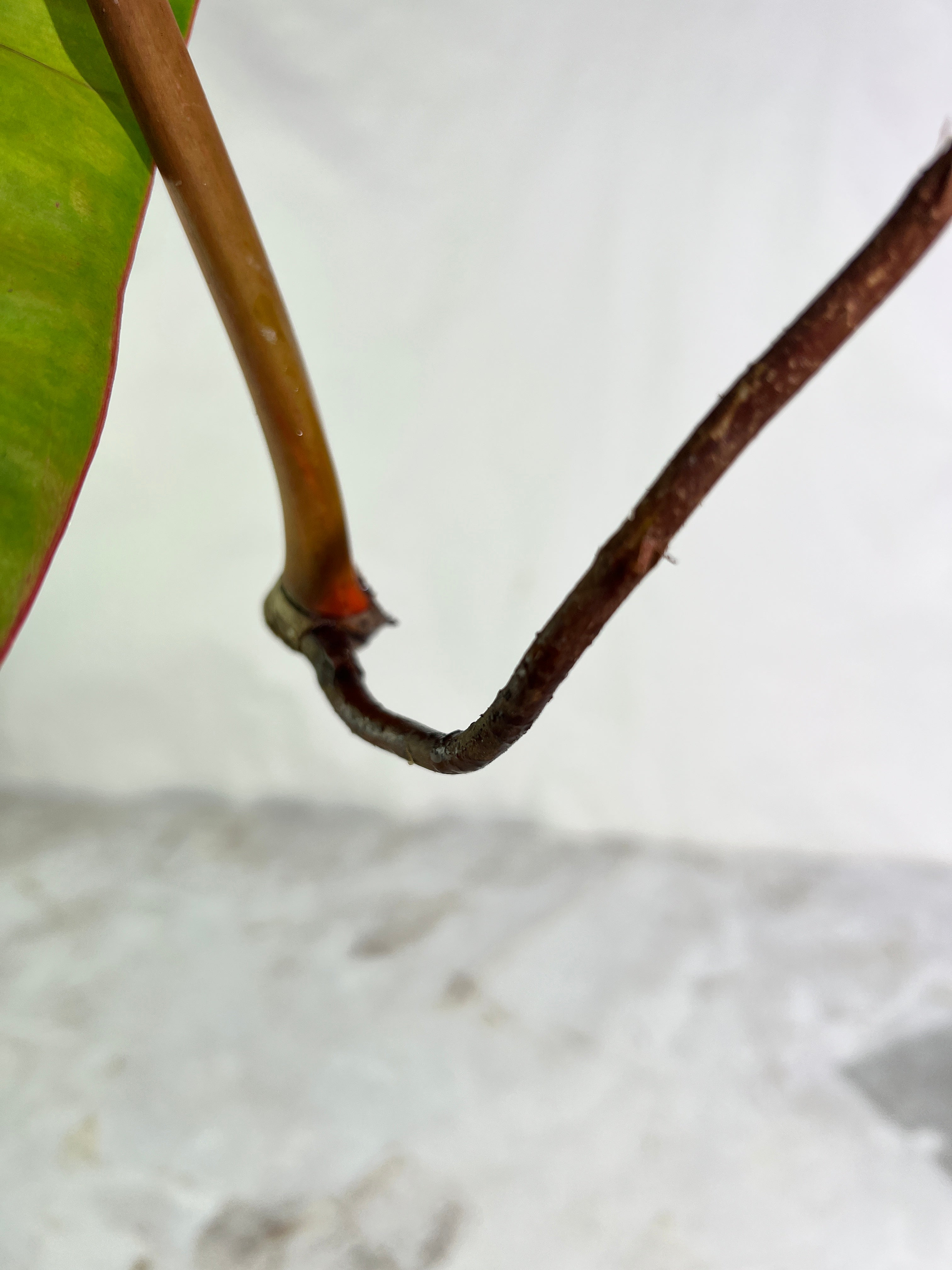 Philodendron Billietiae variegated unrooted cutting highly Variegated