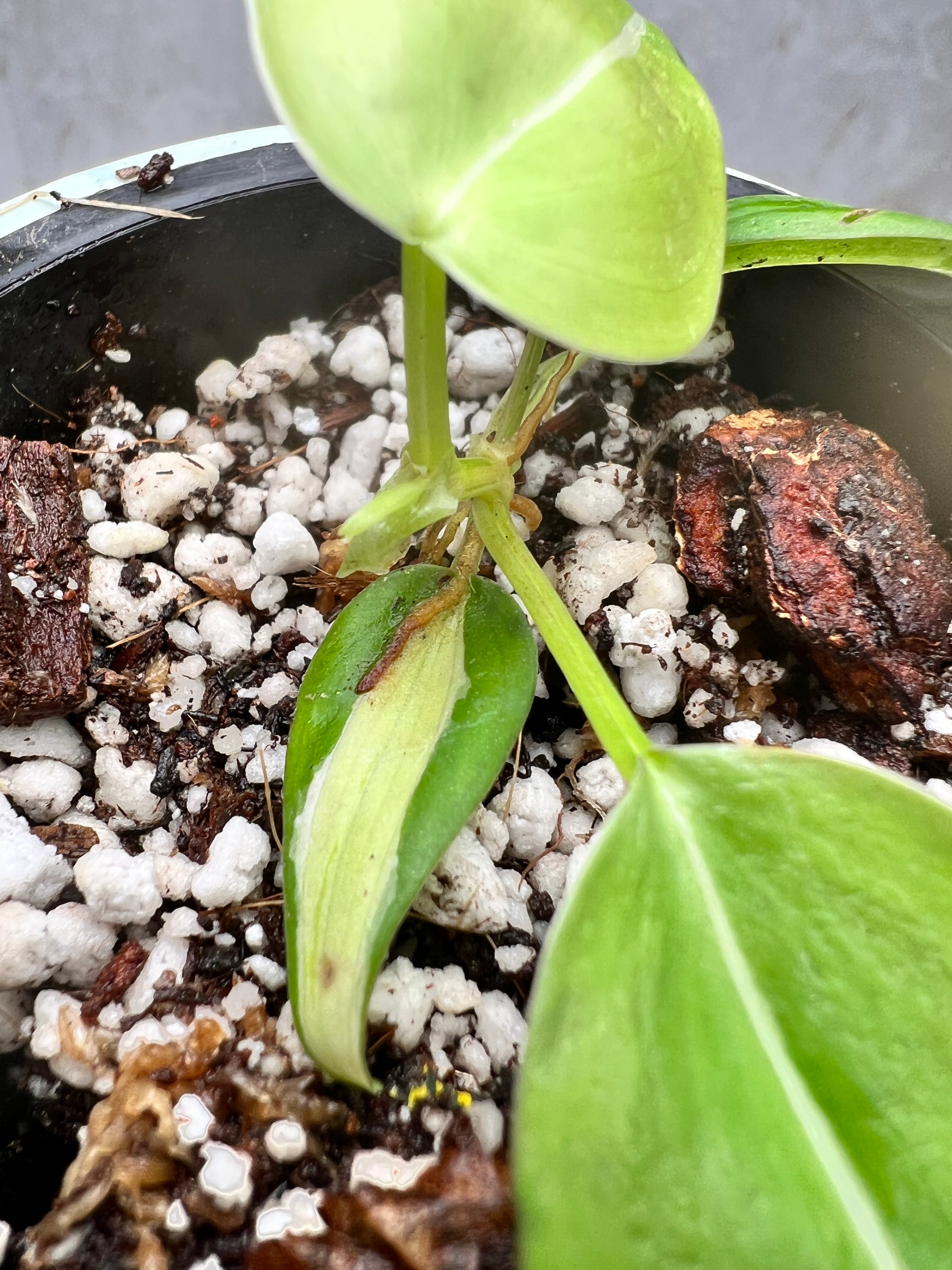 philodendron cream splash slightly rooted 5 leaves 1 sprout