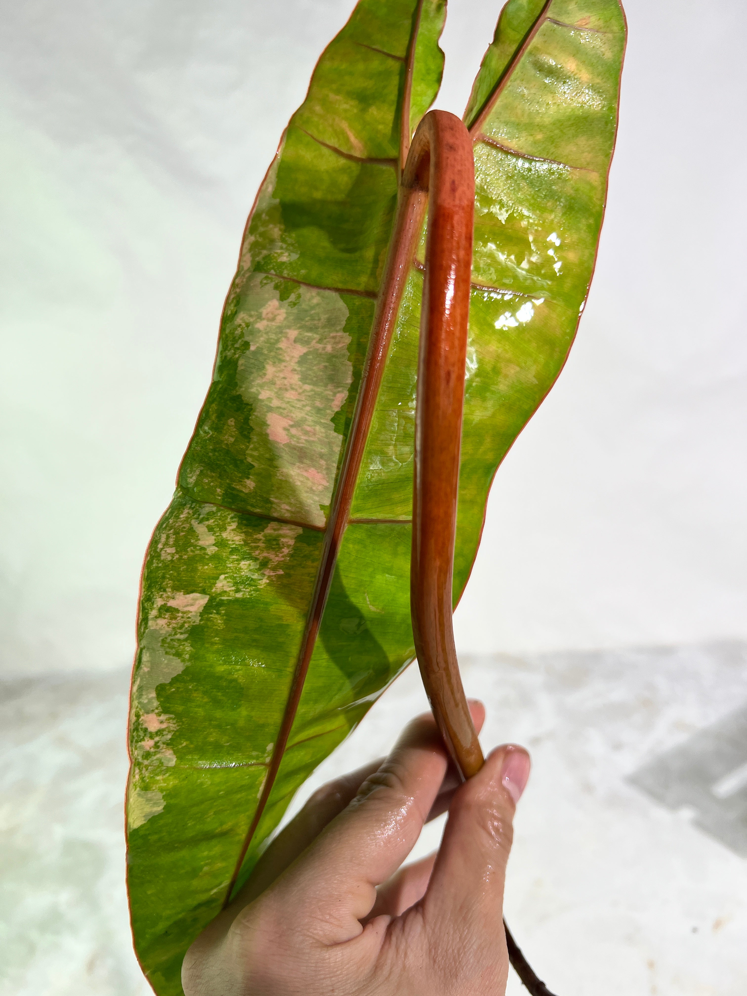 Philodendron Billietiae variegated unrooted cutting highly Variegated