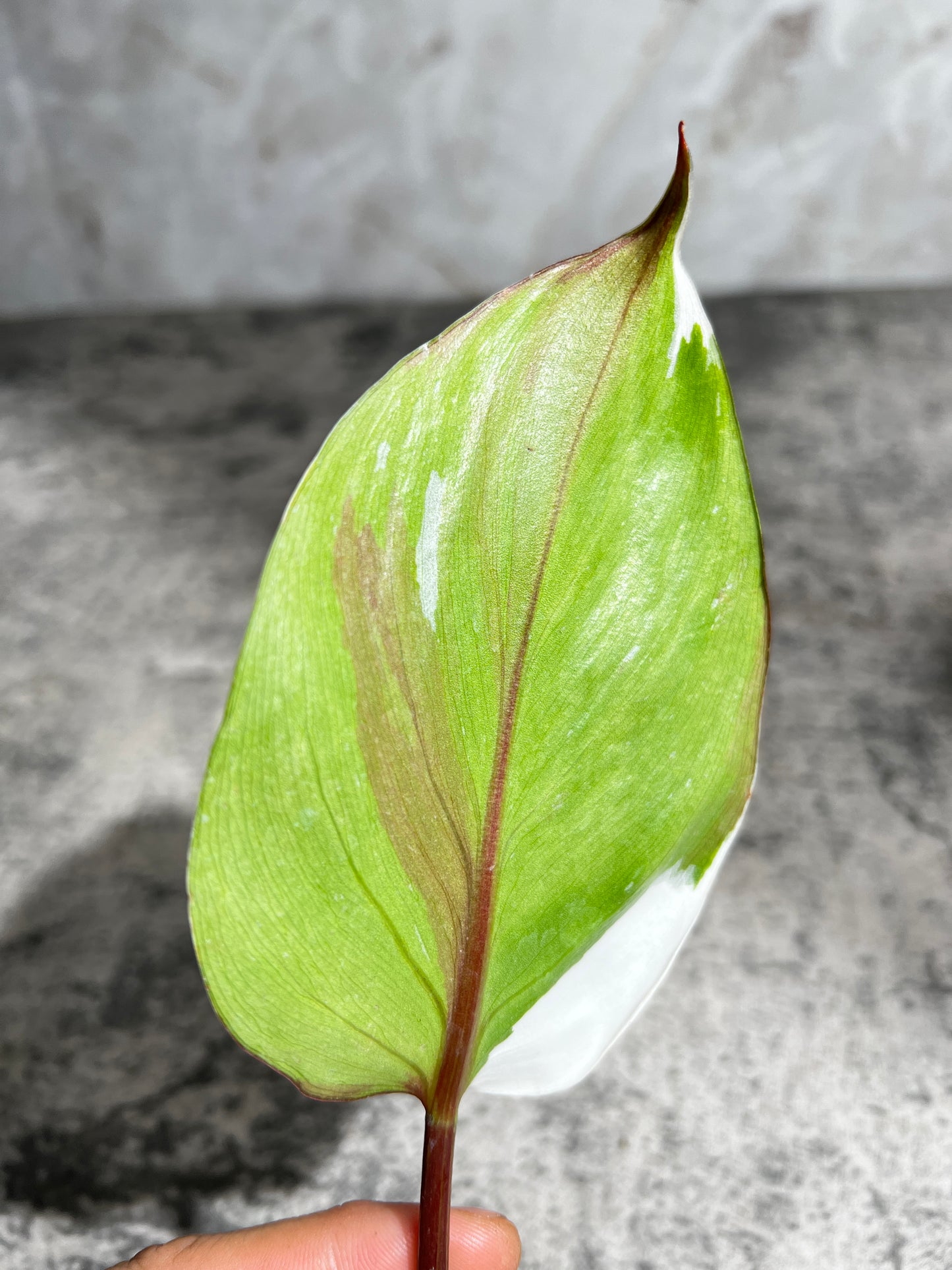 Philodendron white knight tricolor rooting 1 leaf