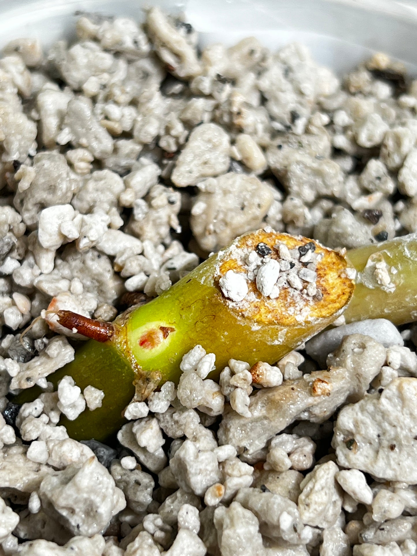 Philodendron snowdrifts rooting 1 leaf