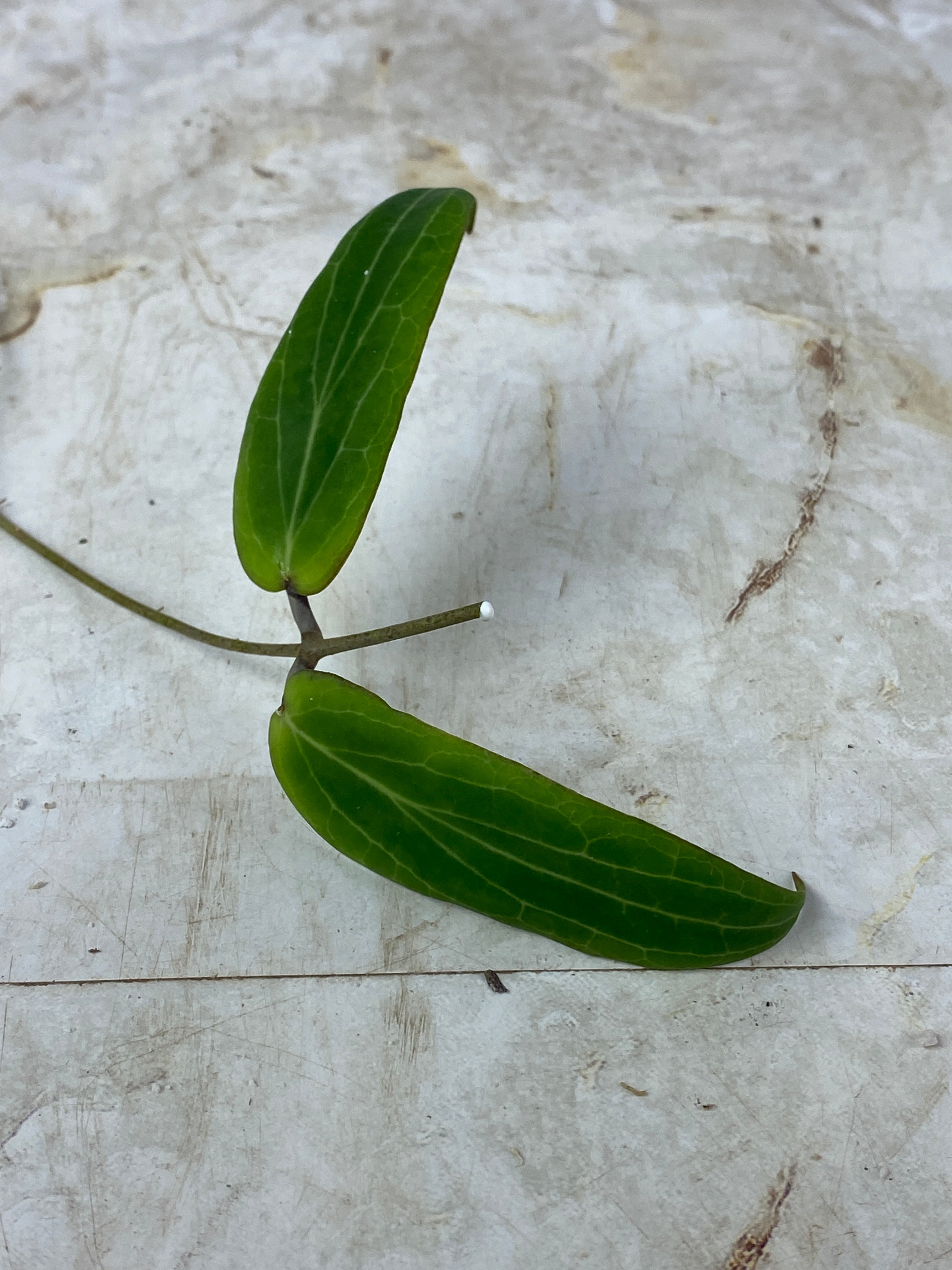 Not for sale: free addon: hoya bordenii cutting