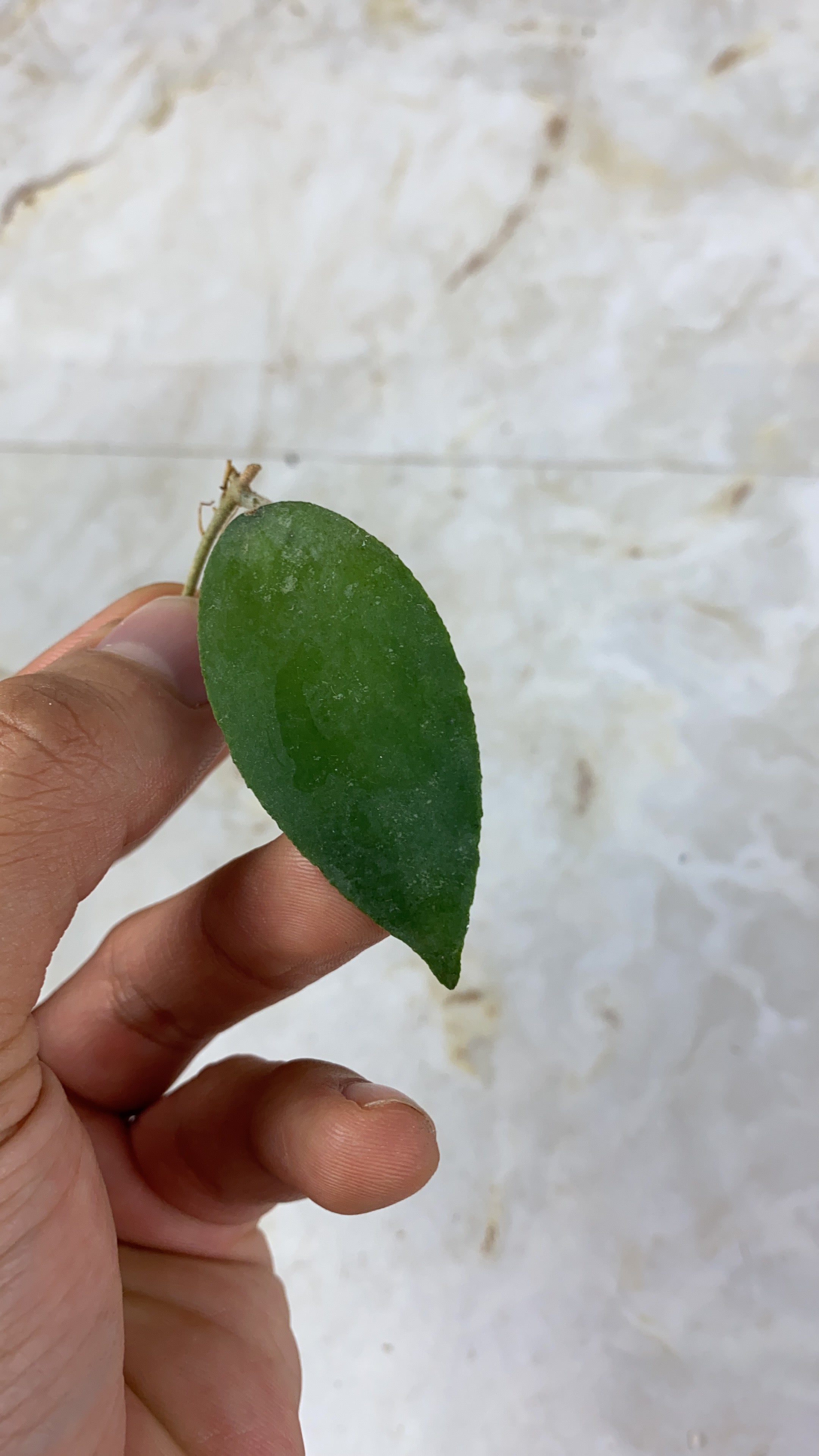 Not for sale: free addon: hoya cautada sumatra