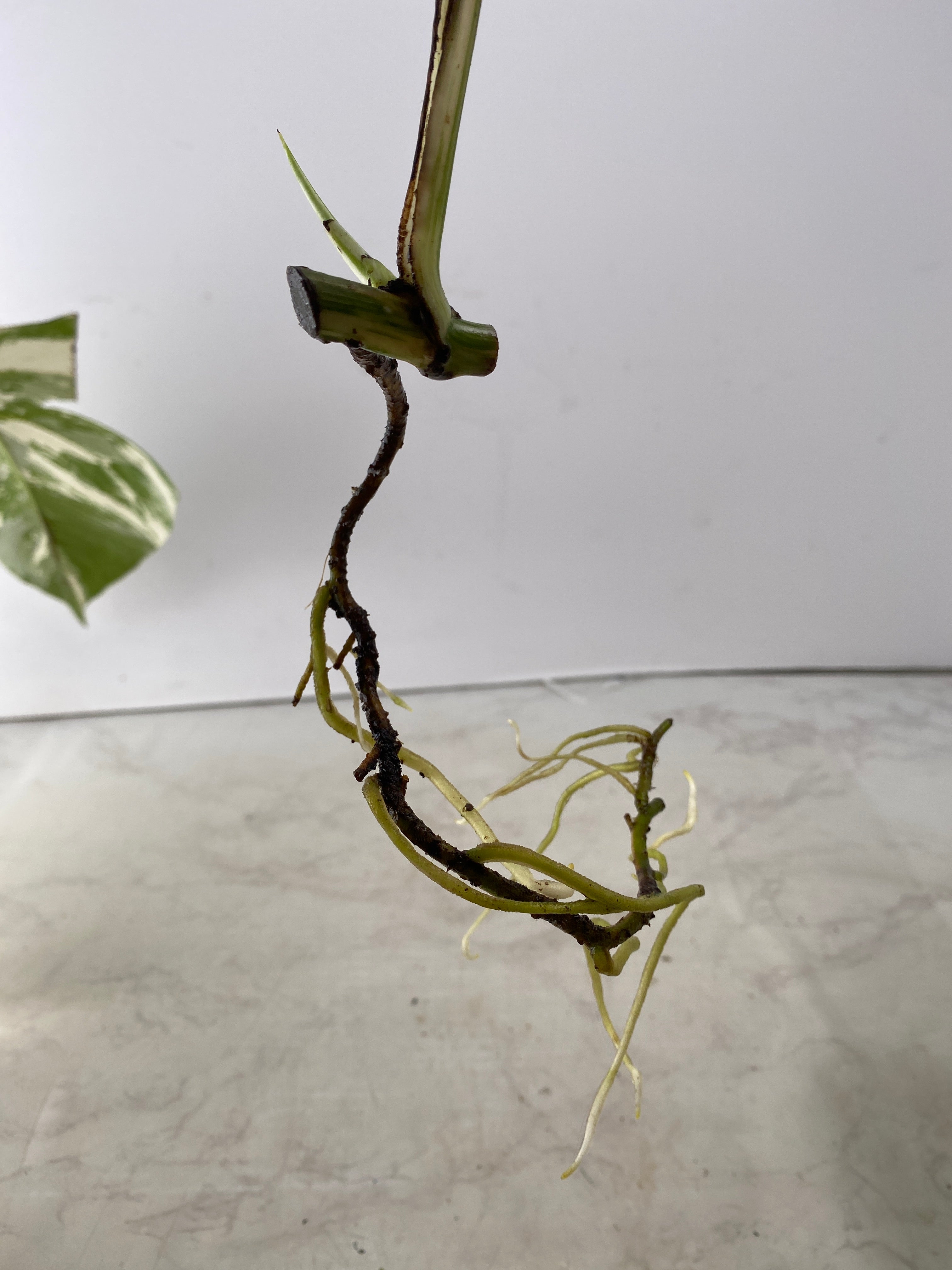 Monstera white tiger 1 leaf