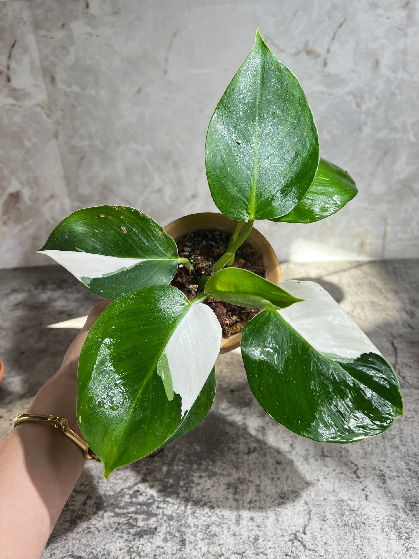 Philodendron white wizard rooting 1 leaf highly Variegated