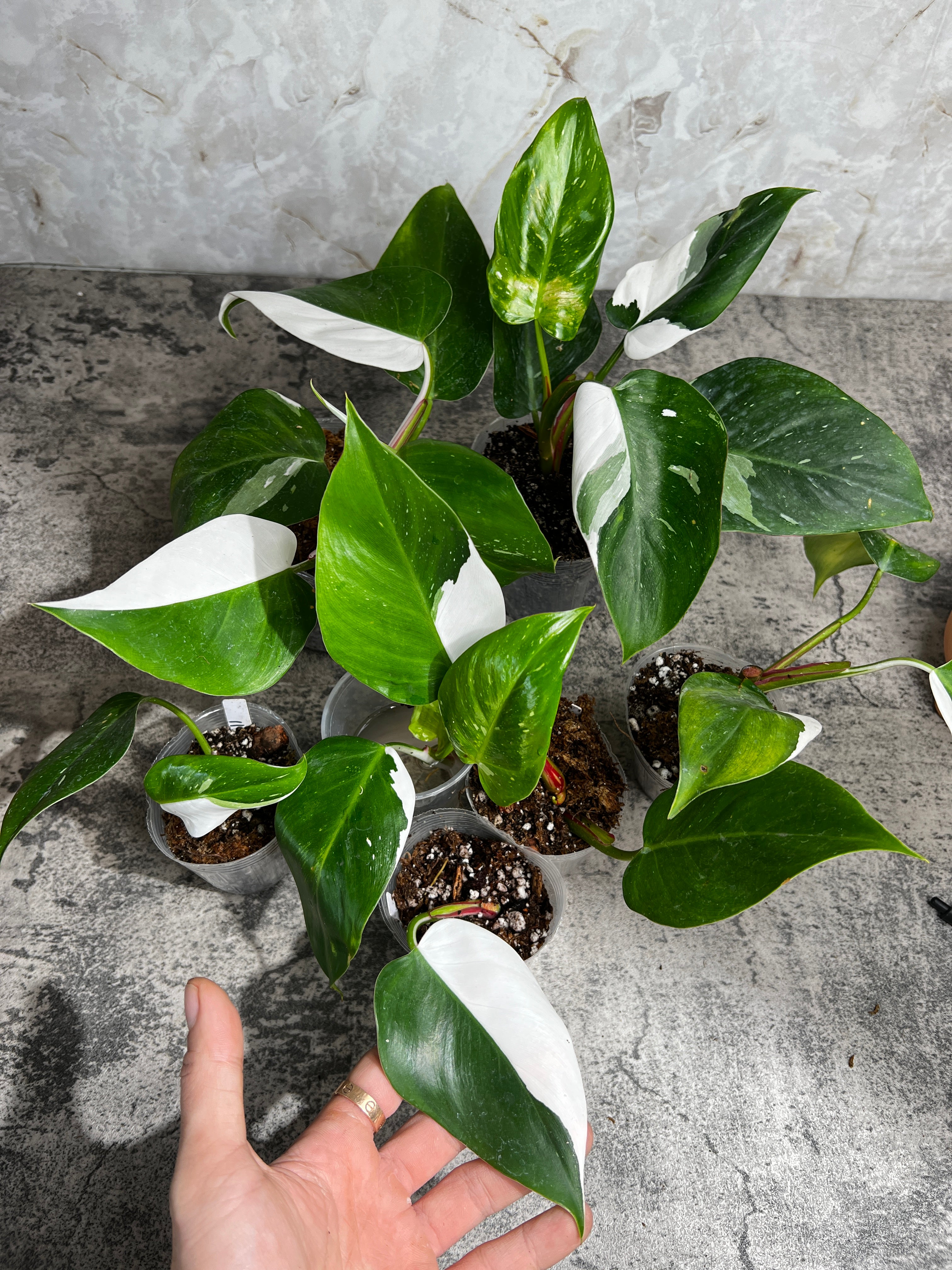 Philodendron white princess rooting node with 3 sprouts from highly Variegated mother plant