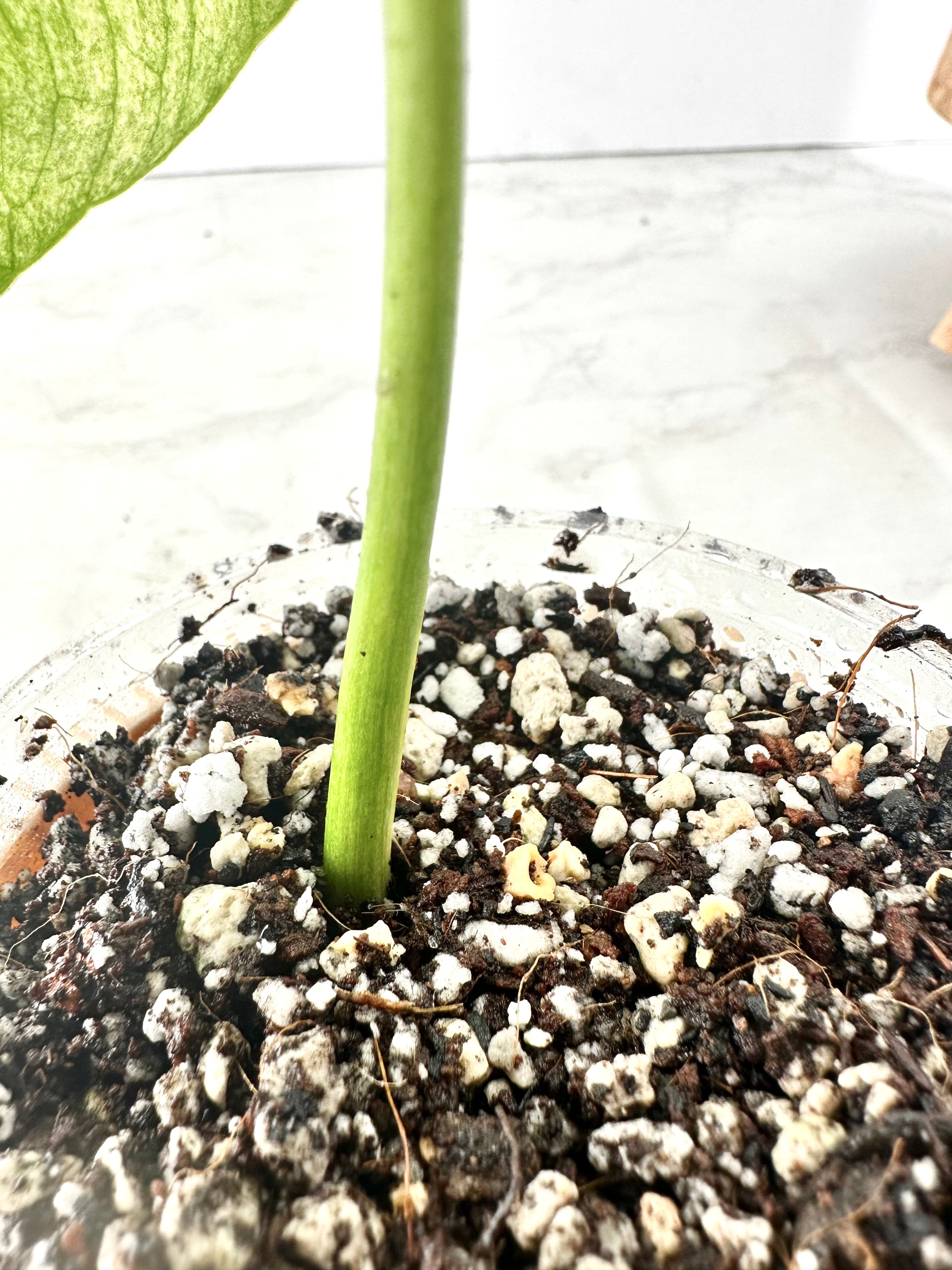 Monstera full mint rooting  1 leaf top cutting in soil for 1 month