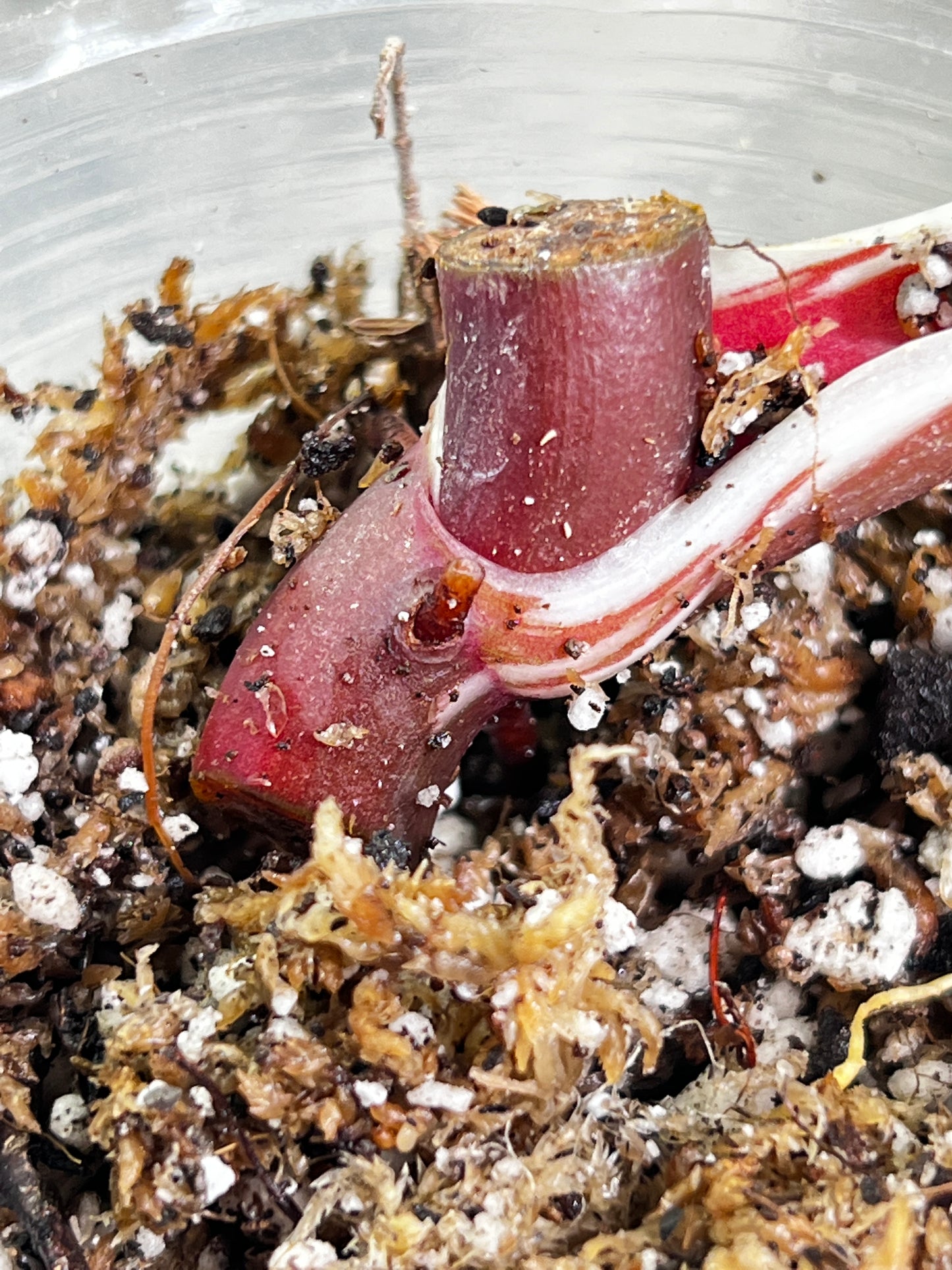 Philodendron white knight tricolor slightly rooted node