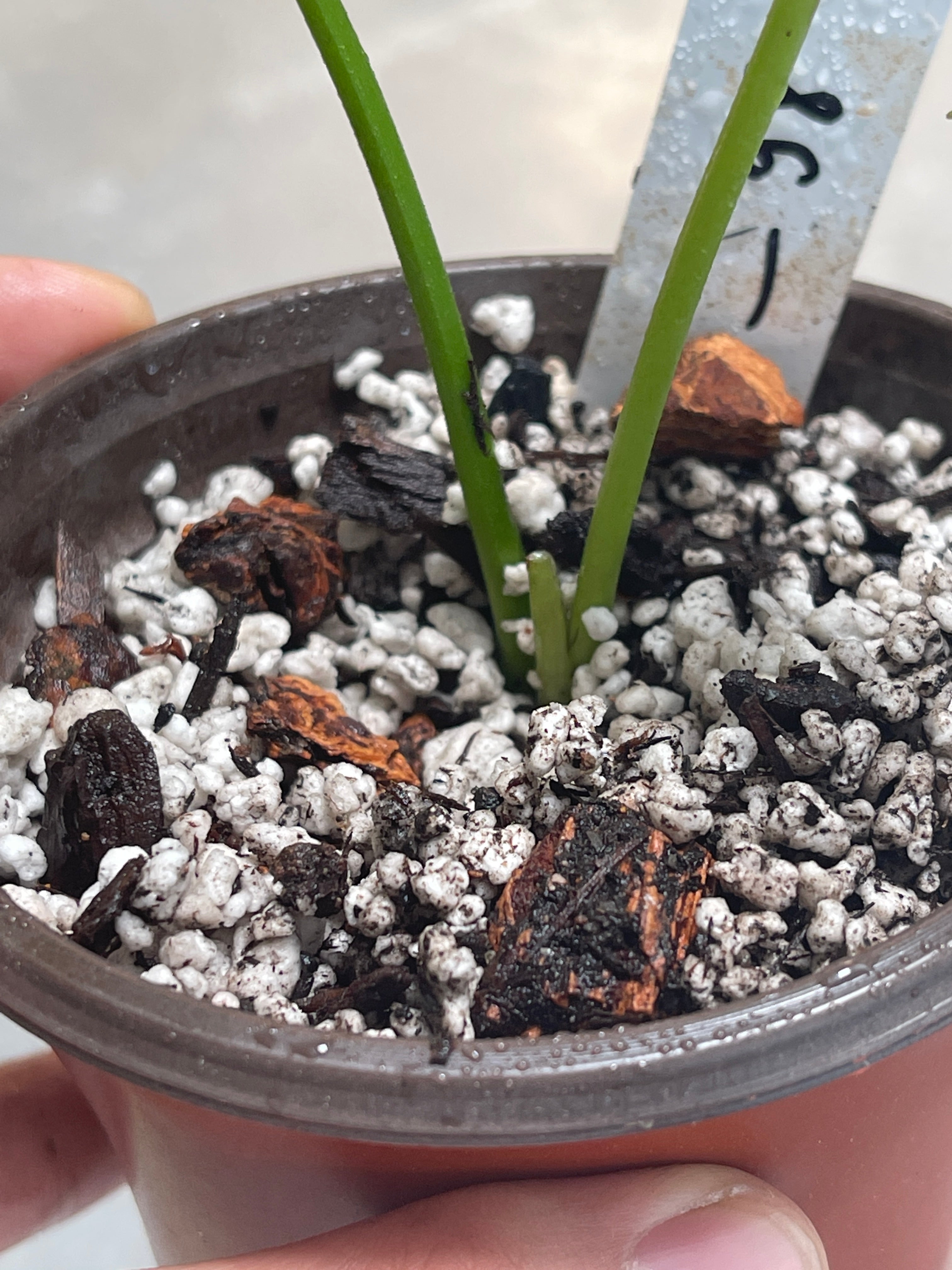 Anthurium Rugulosum rooted