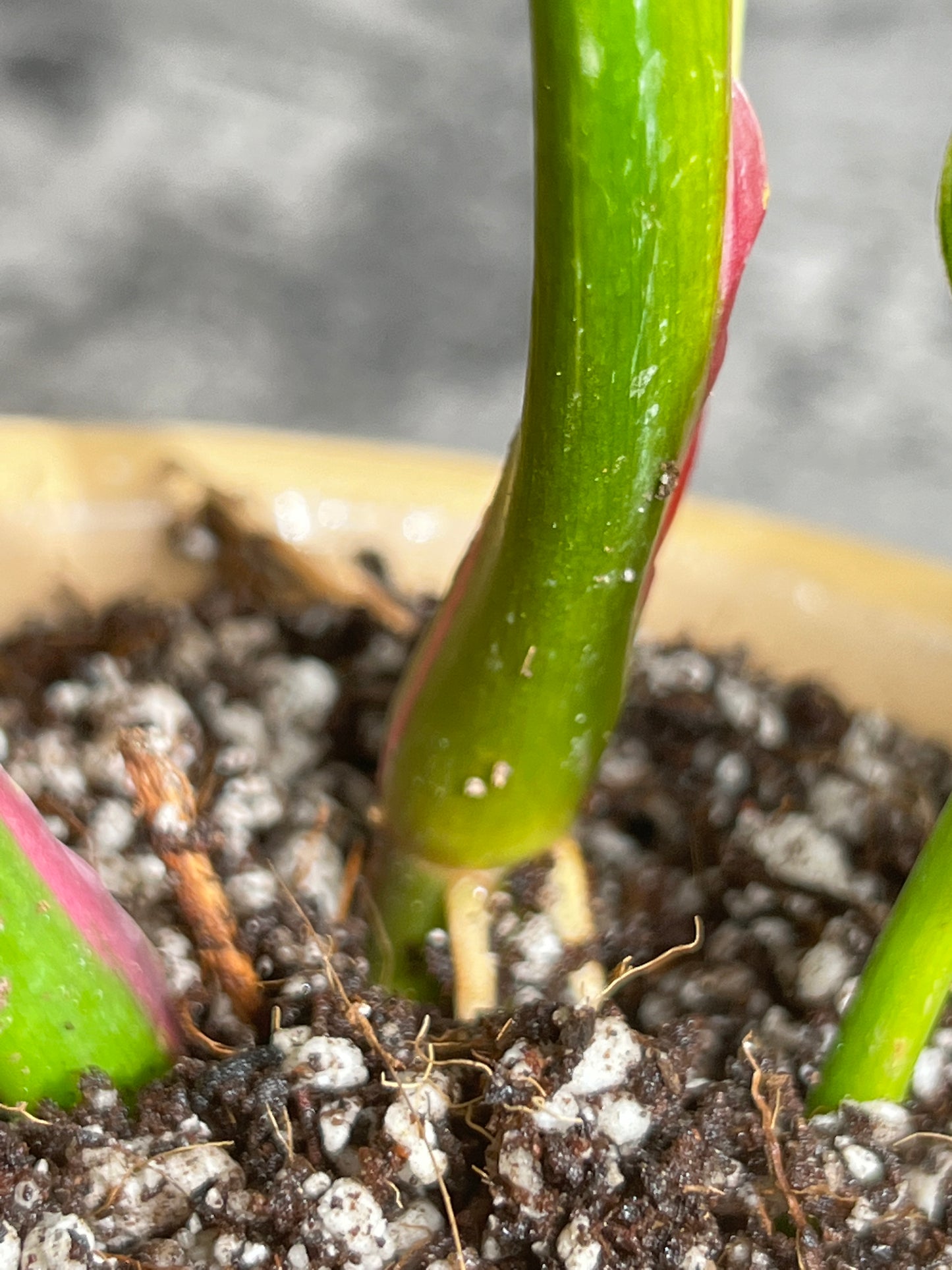 Philodendron white princess rooted  5 leaves  1 sprout highly Variegated