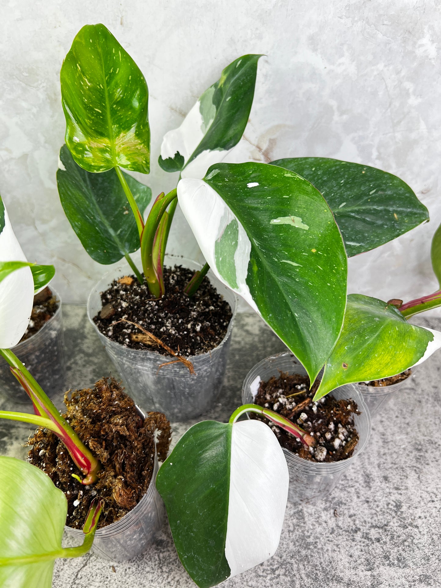 Philodendron white princess slightly rooted  node with 1 sprout from highly Variegated mother plant