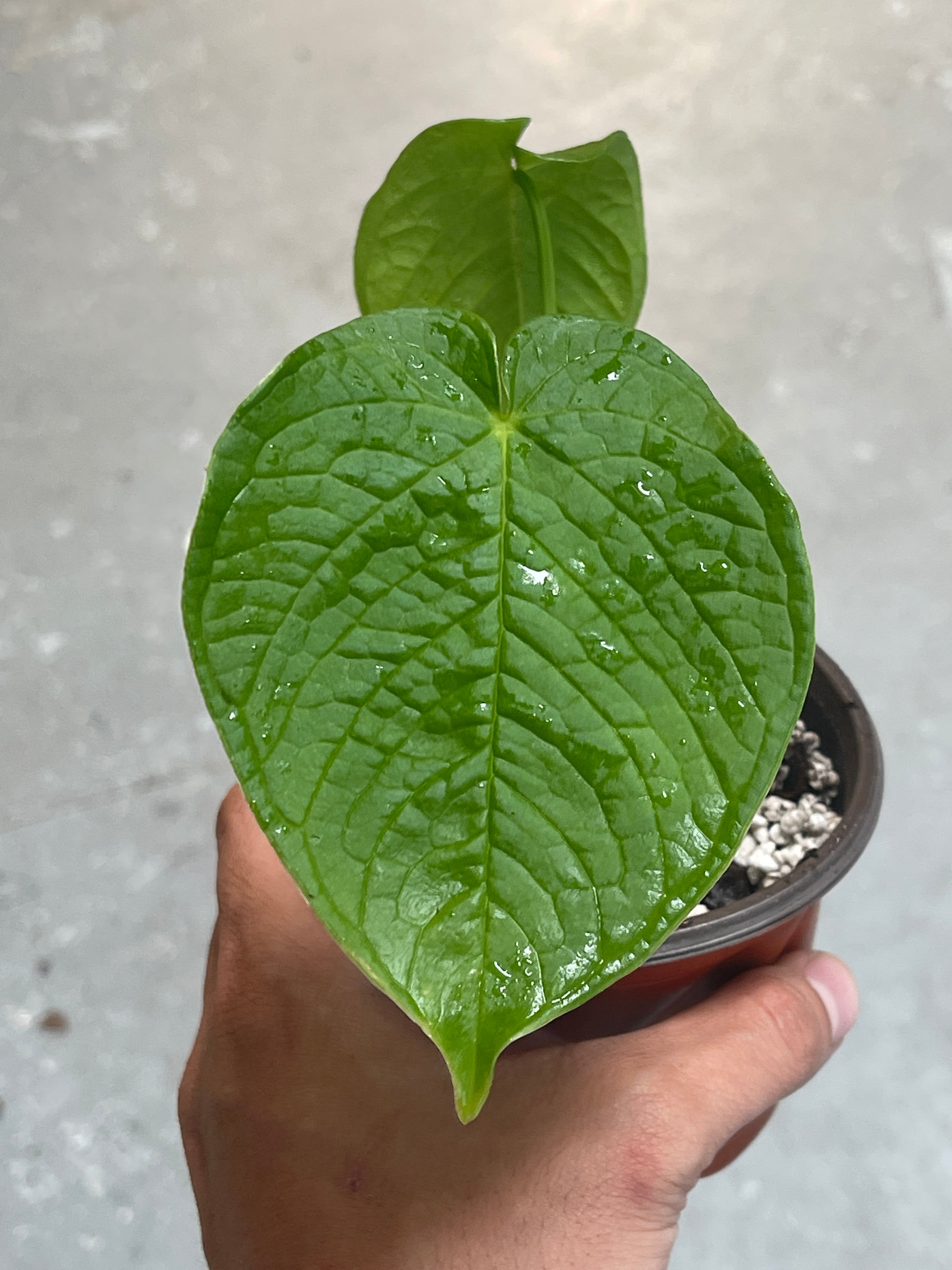 Anthurium Rugulosum rooted