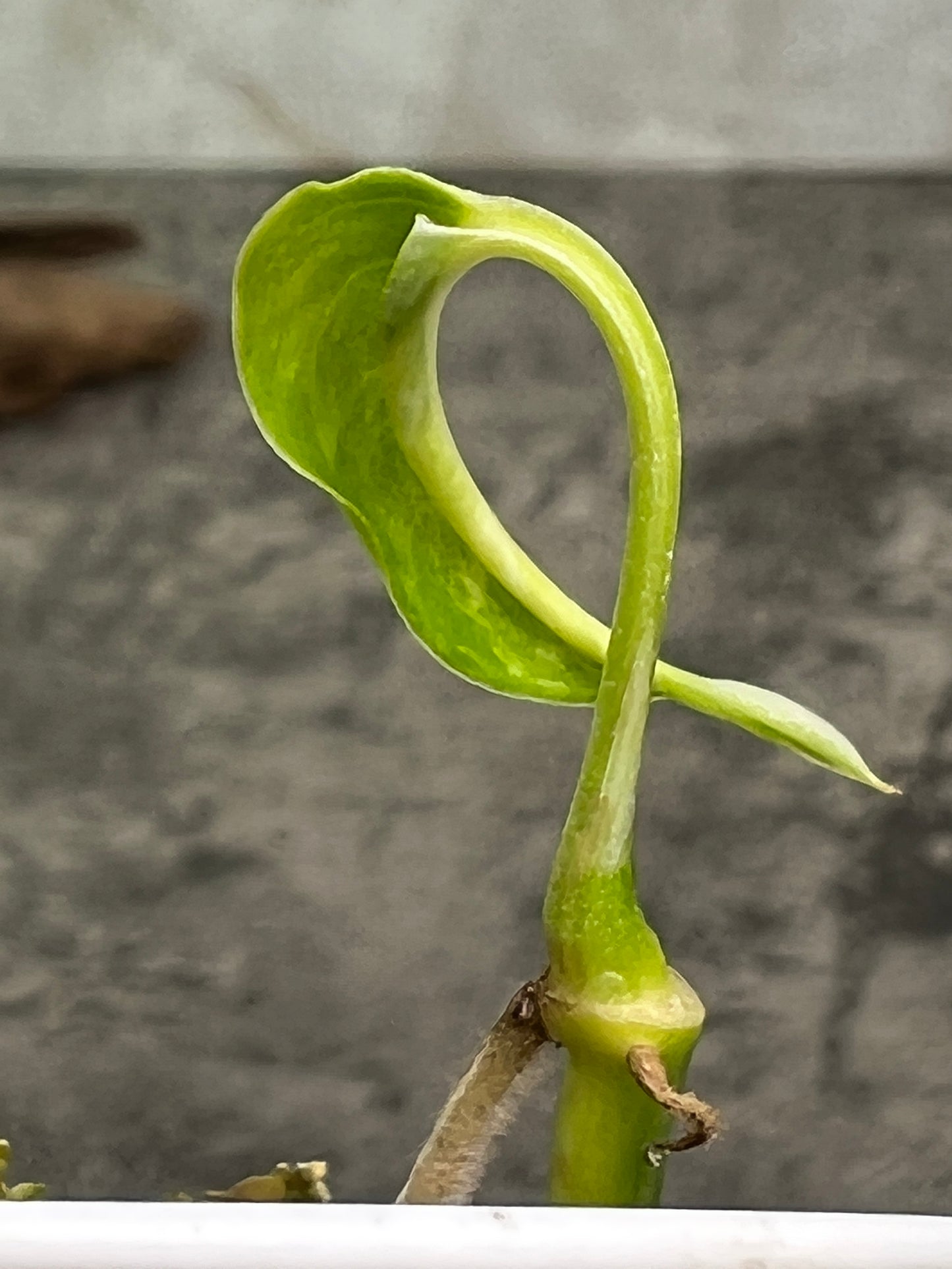 Combo: Set of 2: Epipremnum pinnatum variegated 1 leaf 1  sprout rooted and 1 epipremnum golden flame 1 leaf rooted
