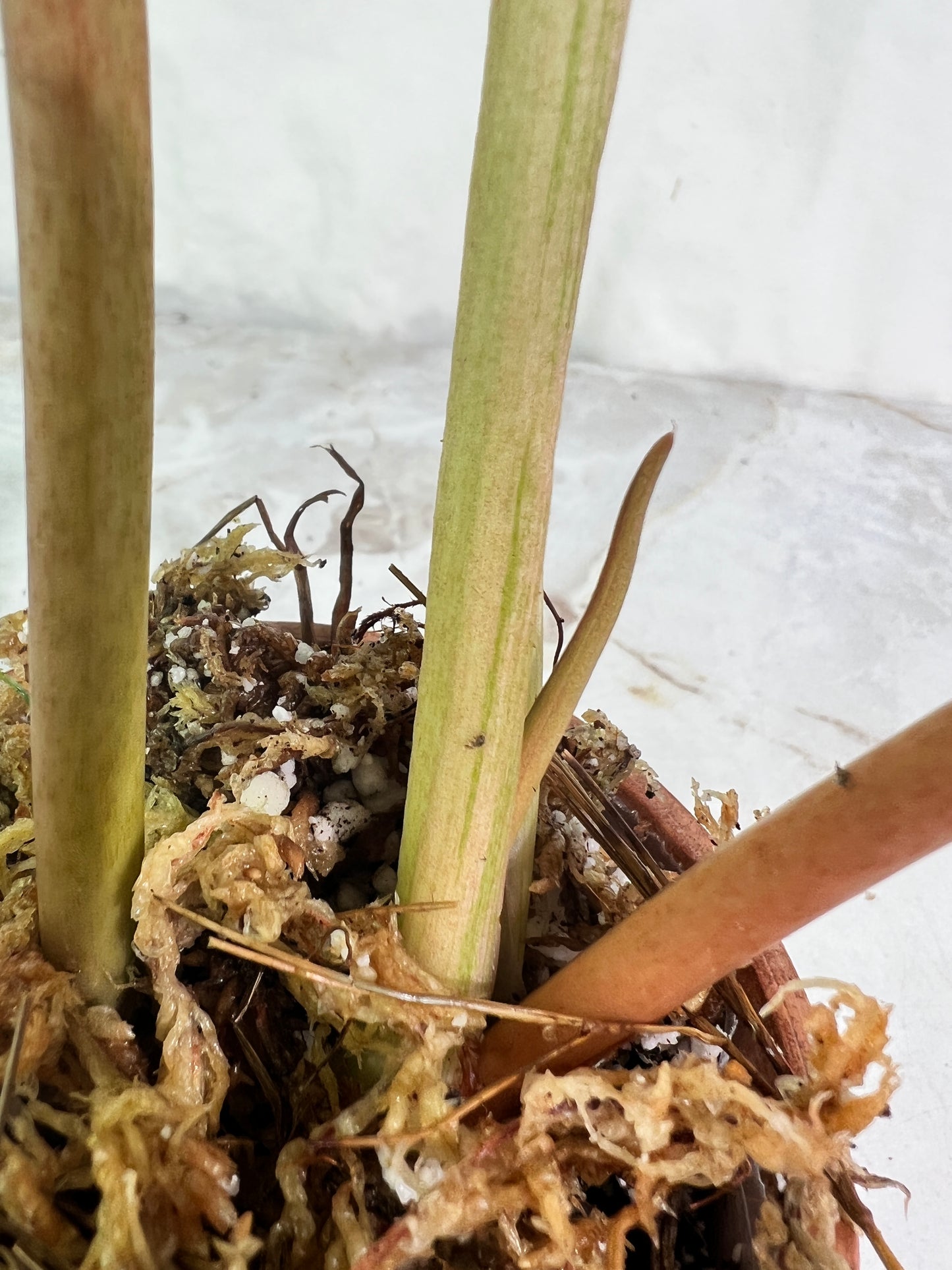 Philodendron snowdrifts rooting in soil 2 leaves (9.5” long) 1 sprout top cutting