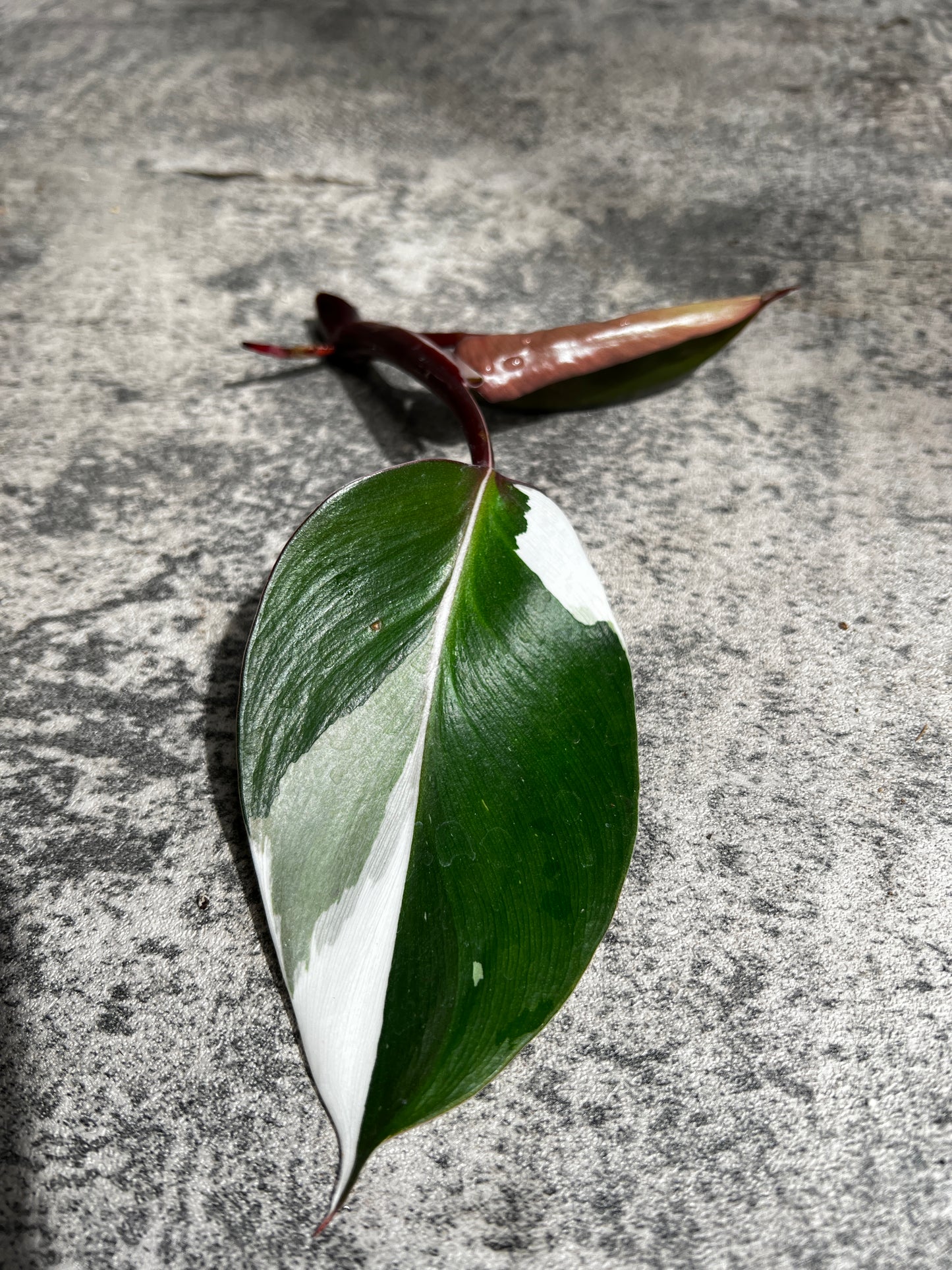Philodendron white knight tricolor rooting  2 leaves  highly Variegated
