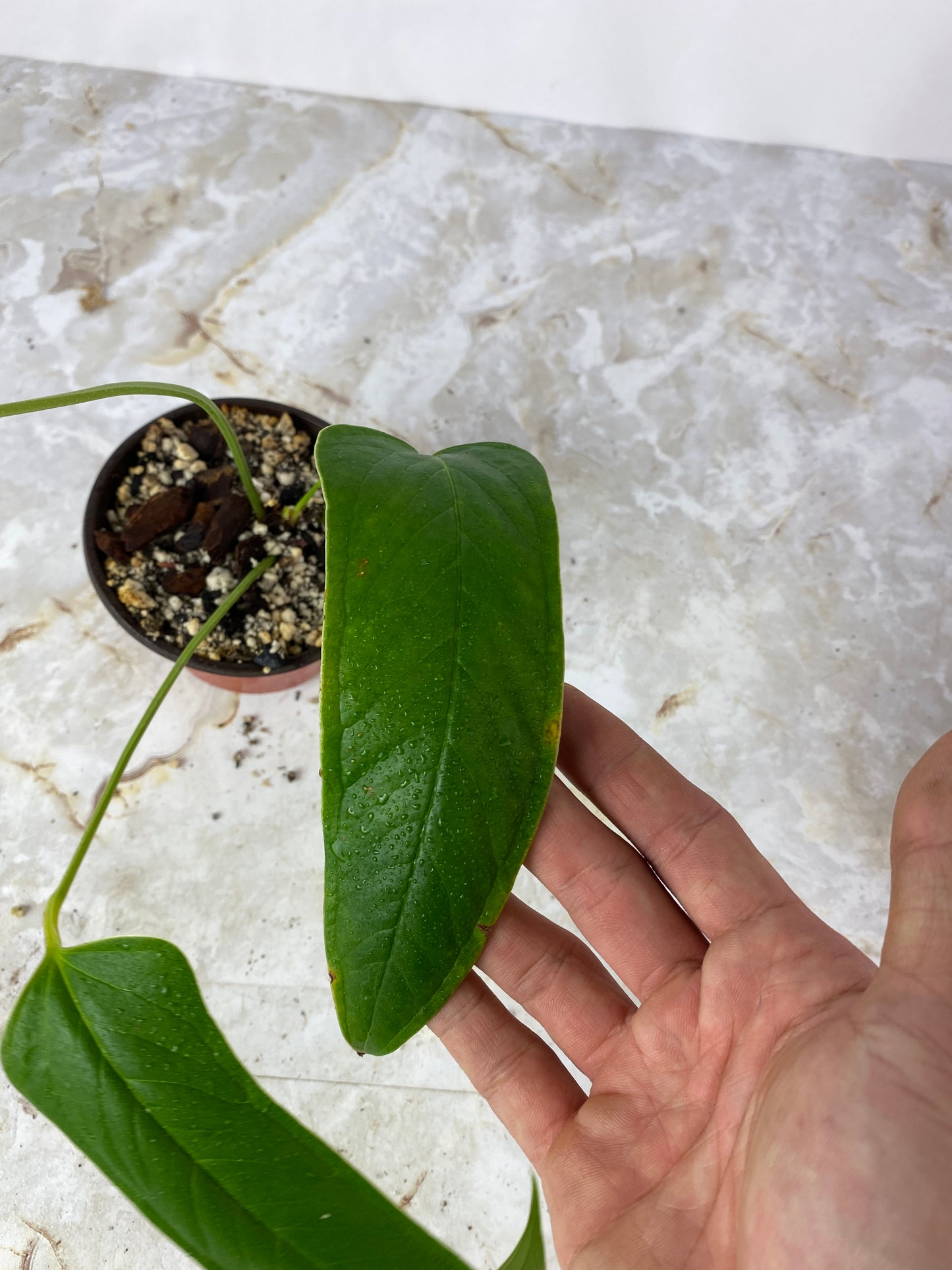 Do not buy: anthurium furcatum rooted