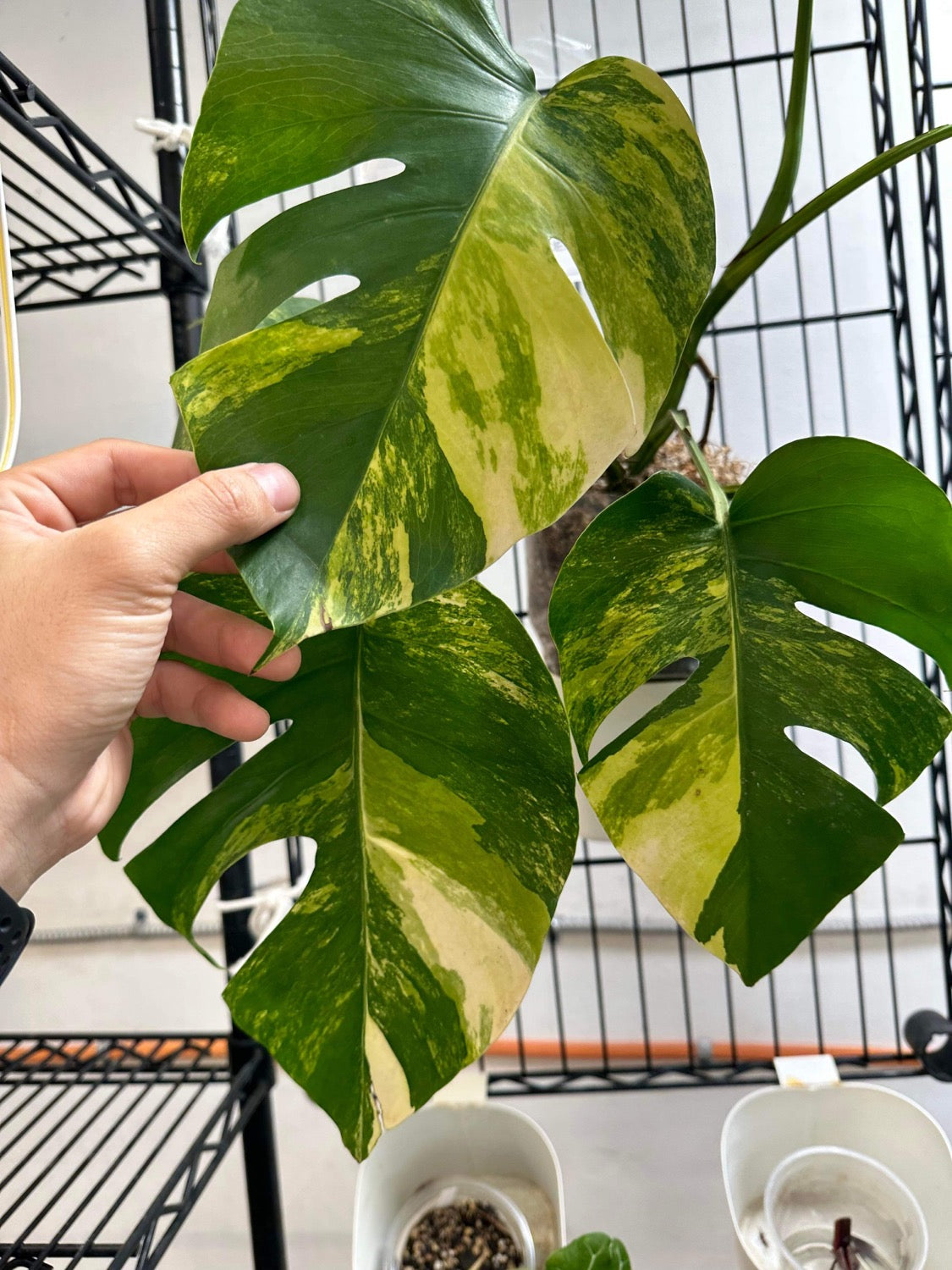 Monstera aurea tricolor 3 leaves