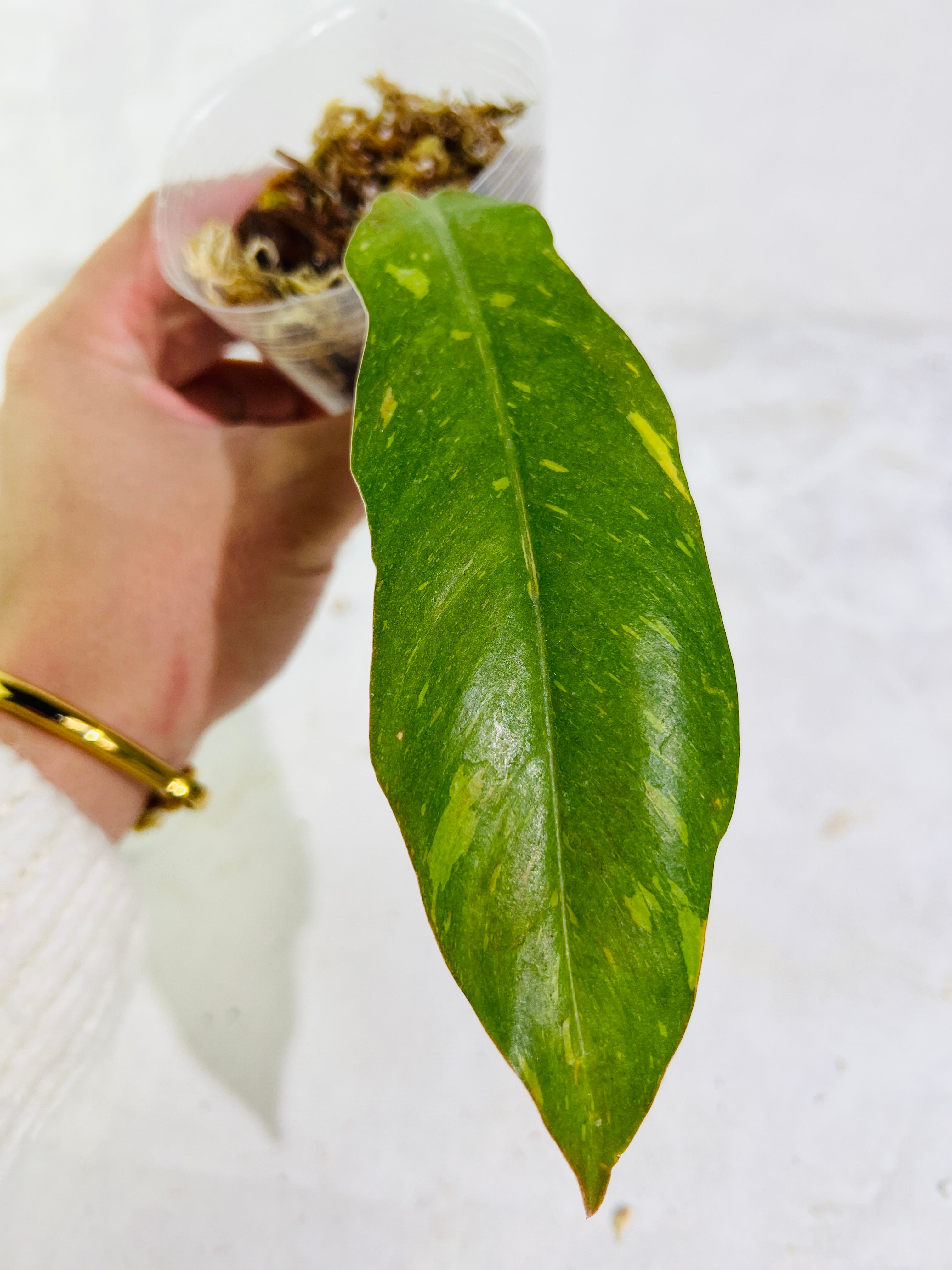 Philodendron ring of fire rooting 1 leaf 2 nodes