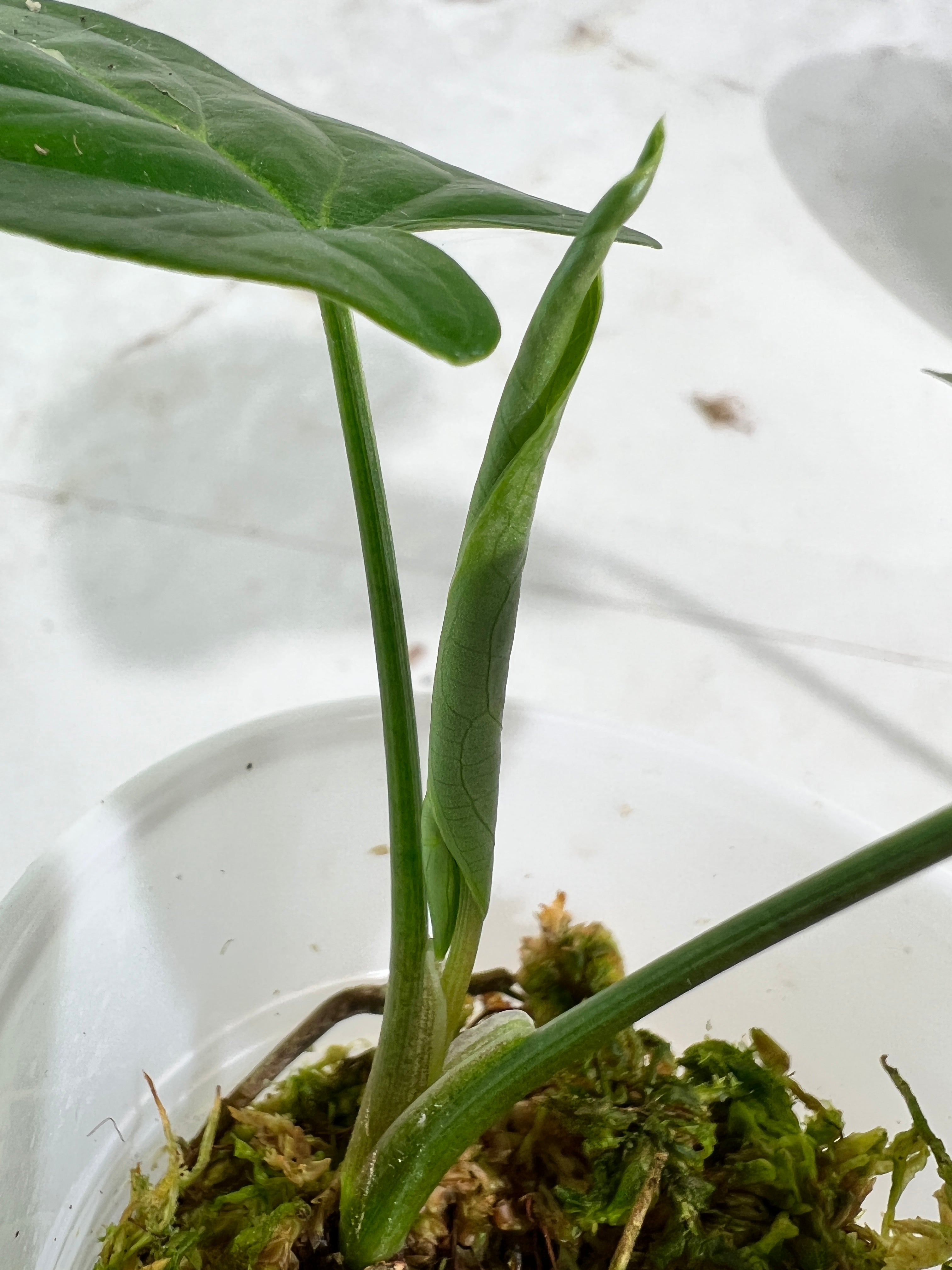 Syngonium aurea rooted 3 leaves highly Variegated