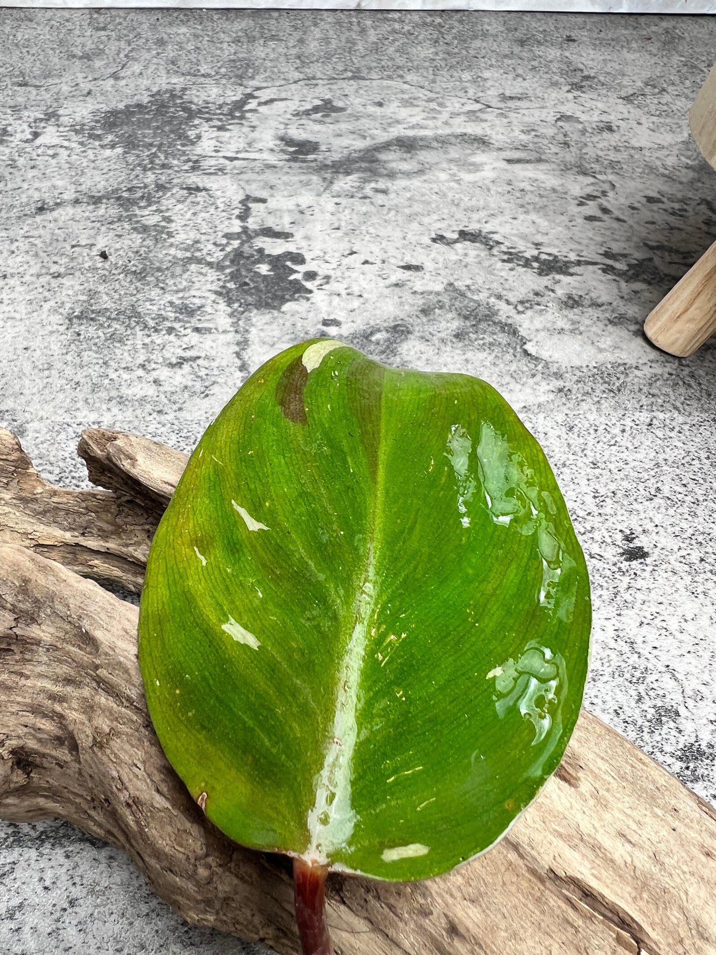 Philodendron white knight tricolor rooting 2 leaves