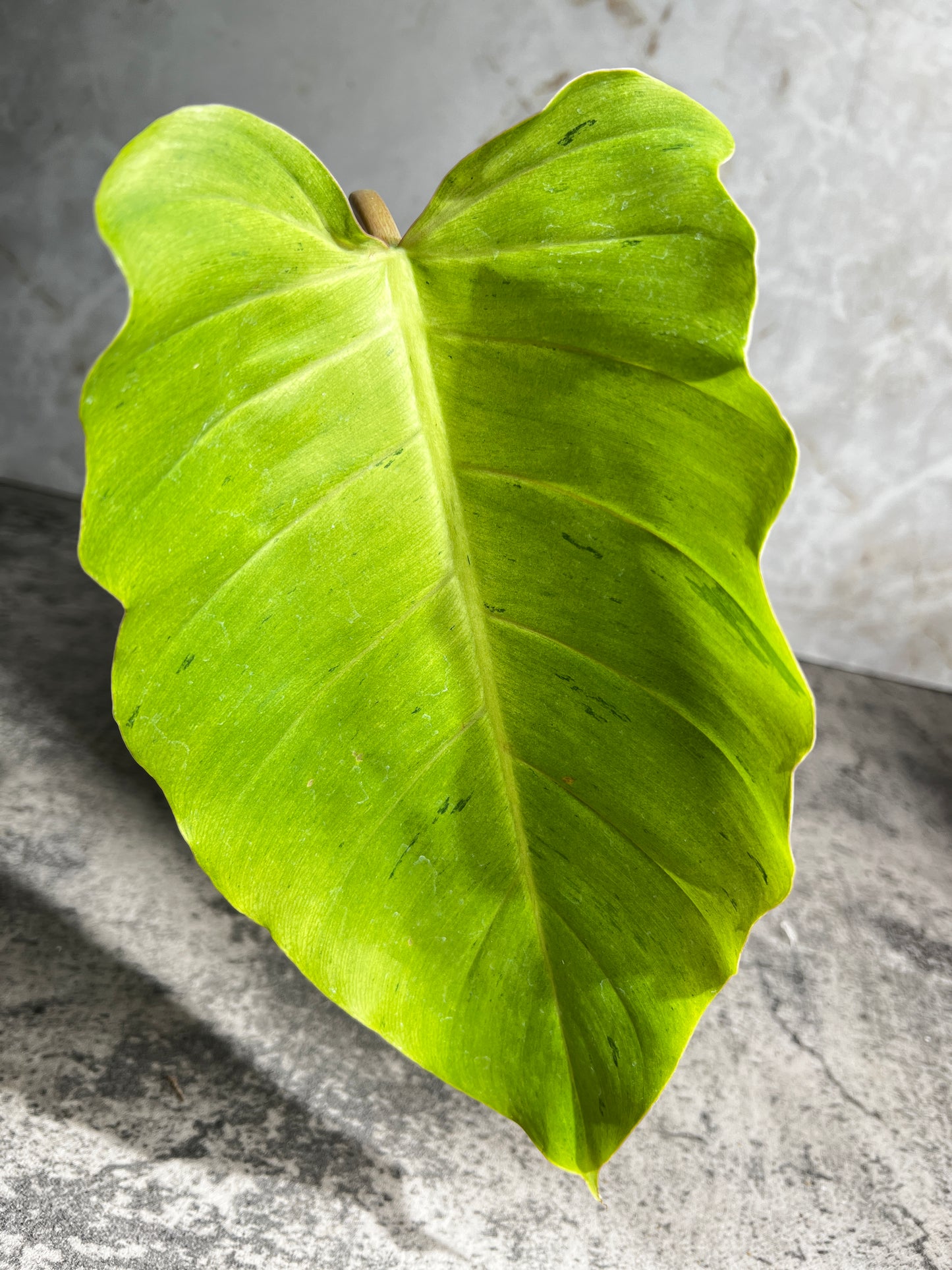 Philodendron snowdrifts rooting 1 leaf