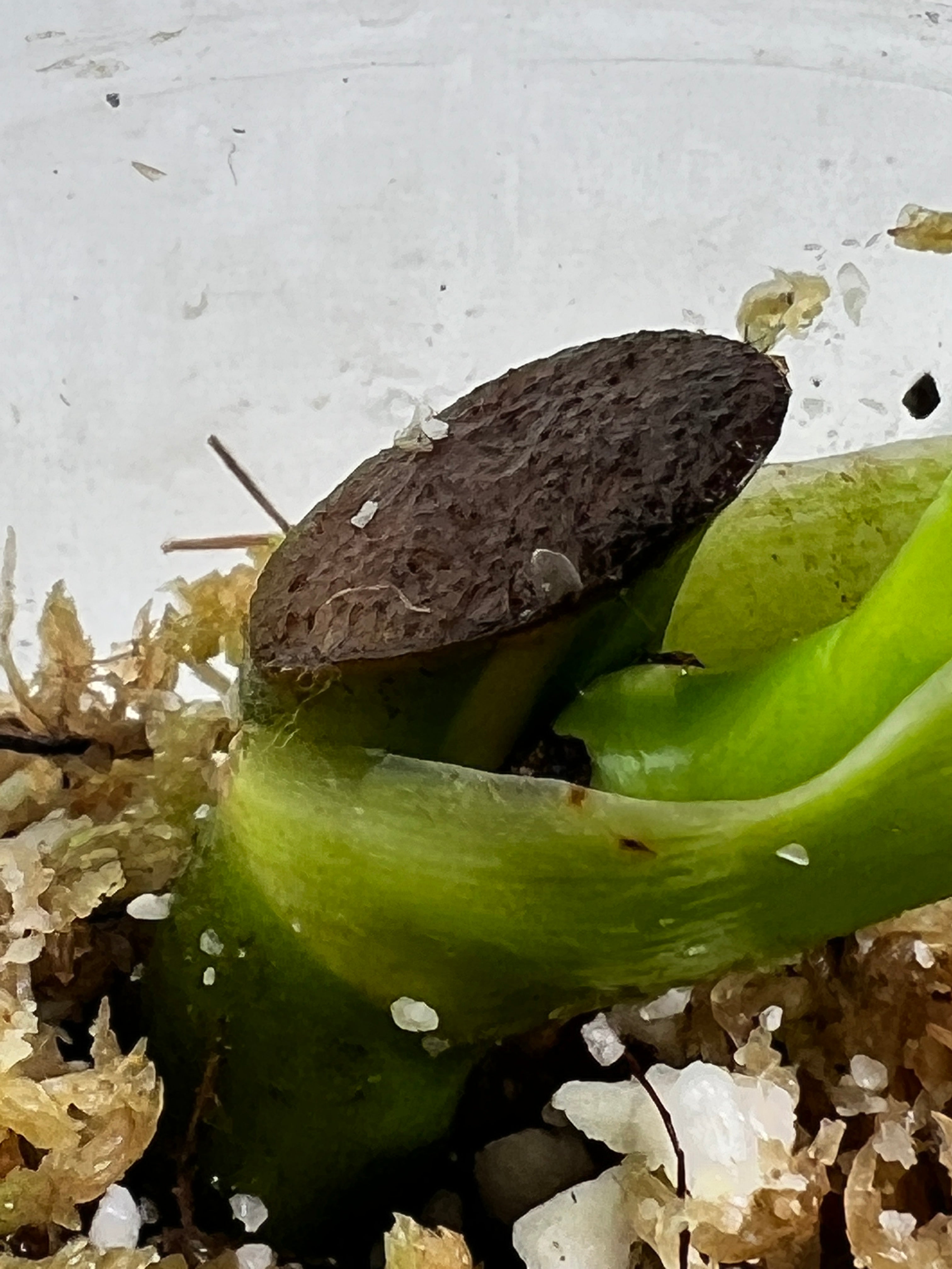 Philodendron white wizard slightly rooted  2 leaves