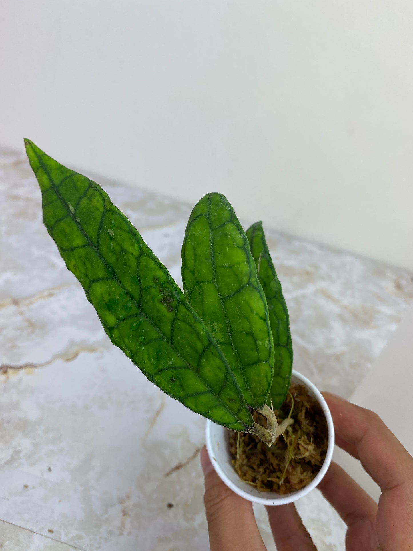 Private sale: Hoya Finlaysonii Rippled leaf