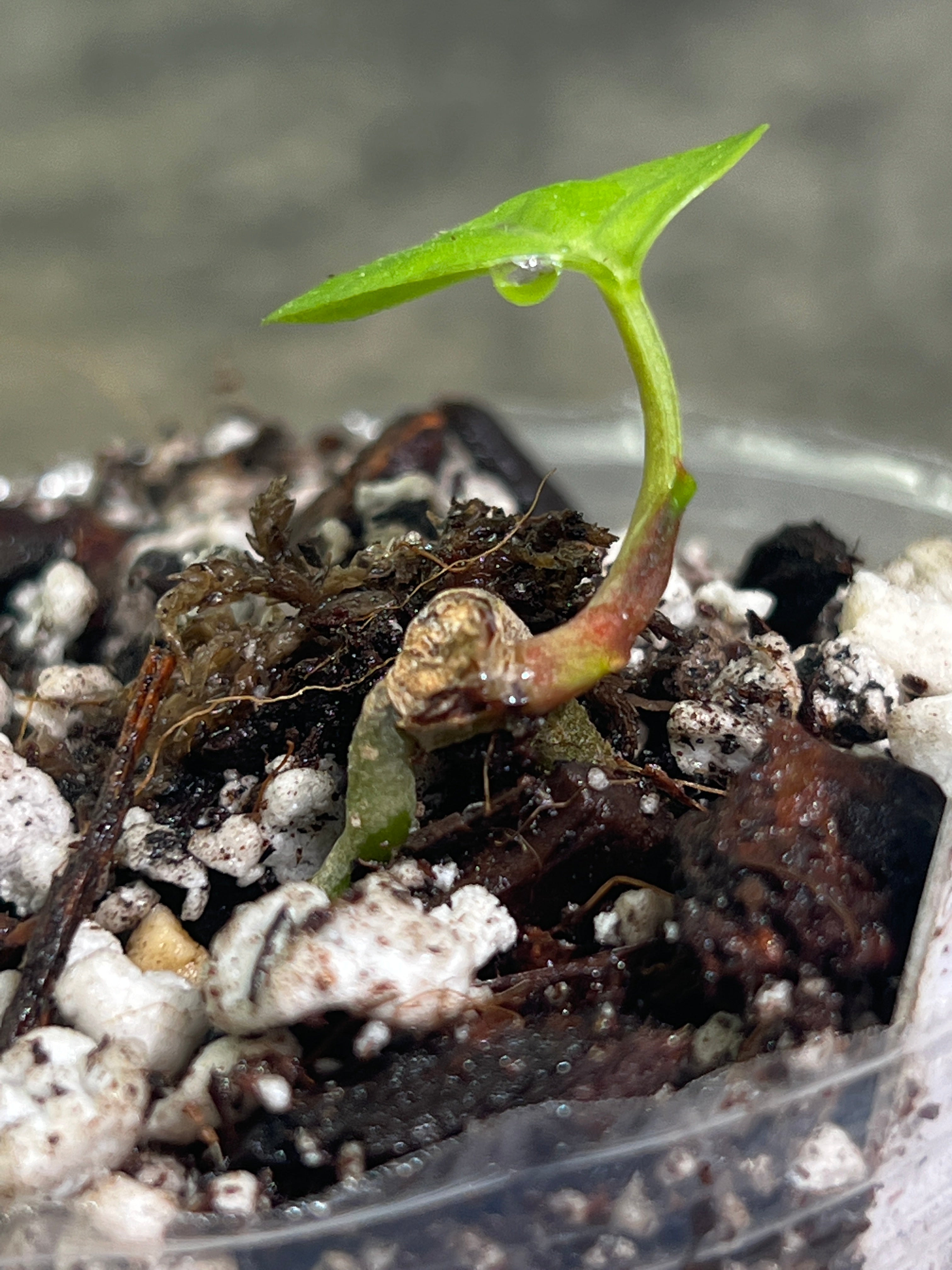 Anthurium dark phoenix rooted 1 leaf