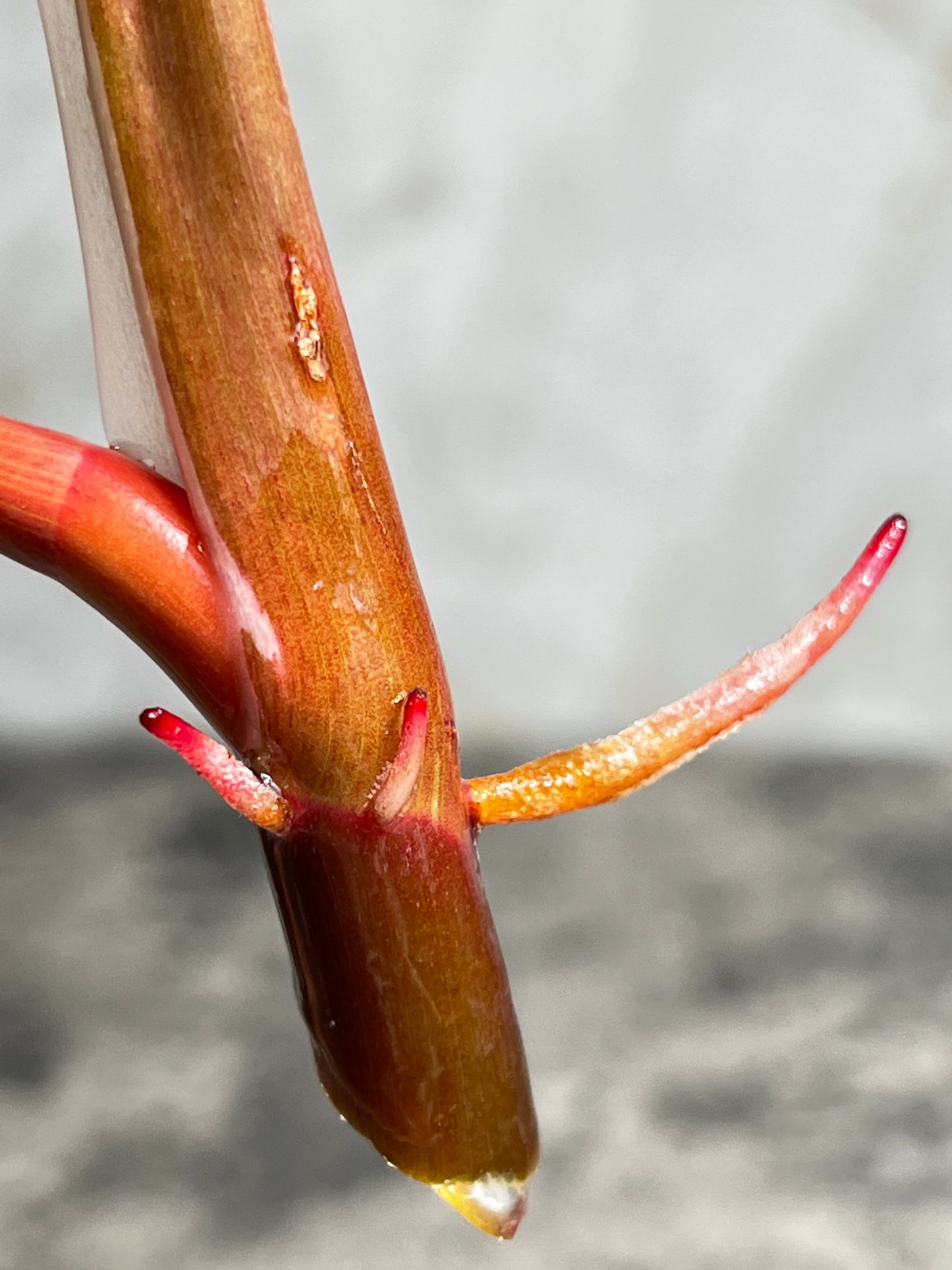 Philodendron white knight slightly rooting  2 leaves 1 sprout  highly Variegated