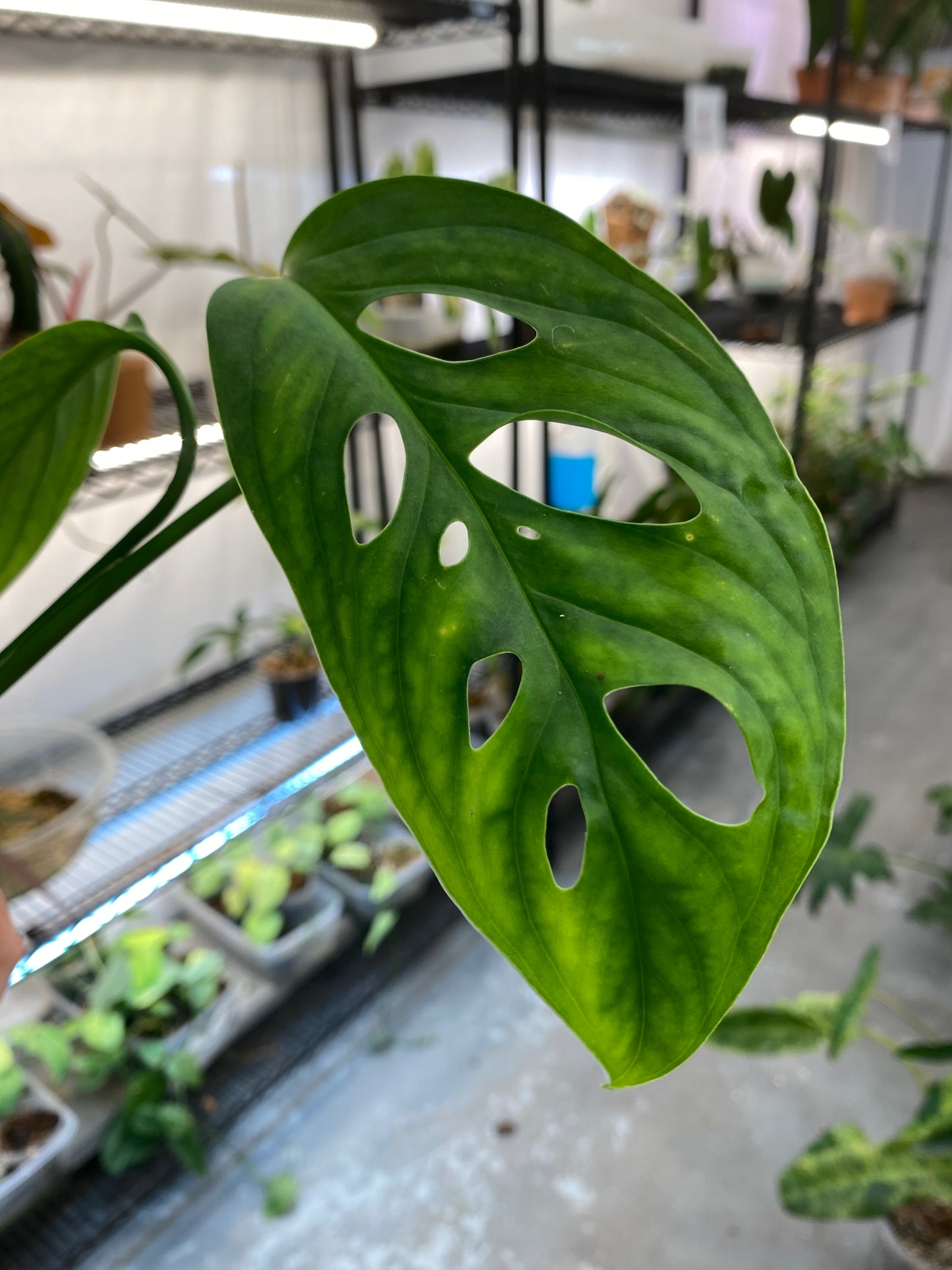Monstera Private Sale: Monstera Esqueleto 3leaves rooted